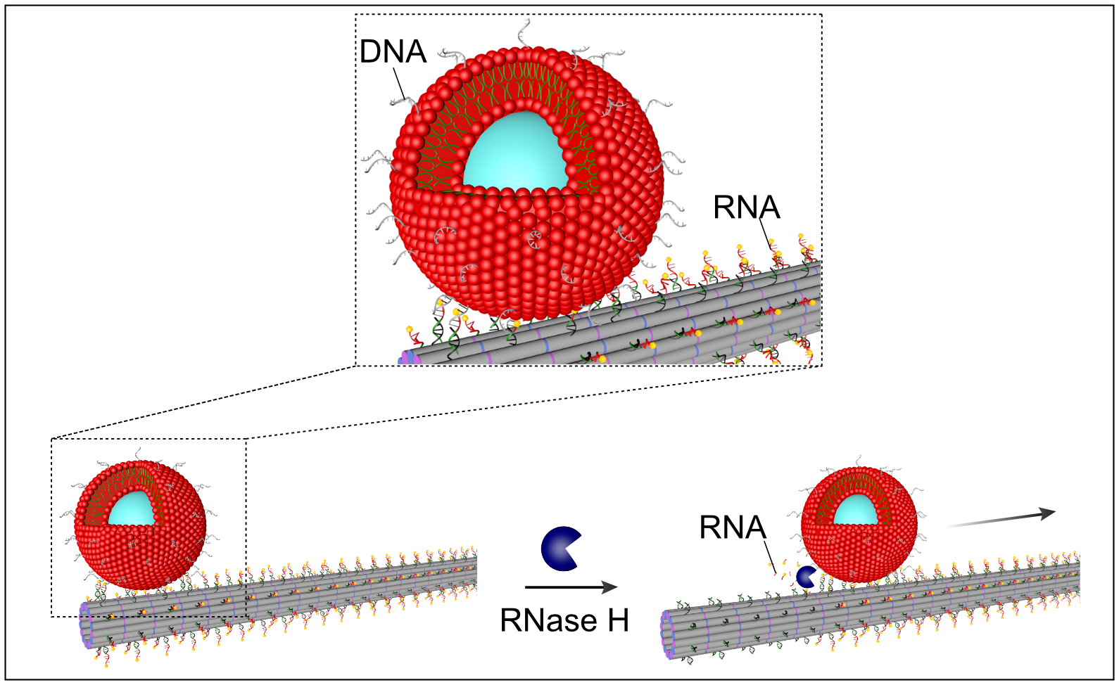 Zeichnerische Darstellung des durch Verdau mit RNase H induzierten Transportmechanismus eines rot dargestellten Vesikels entlang grau gefärbter Filamente.