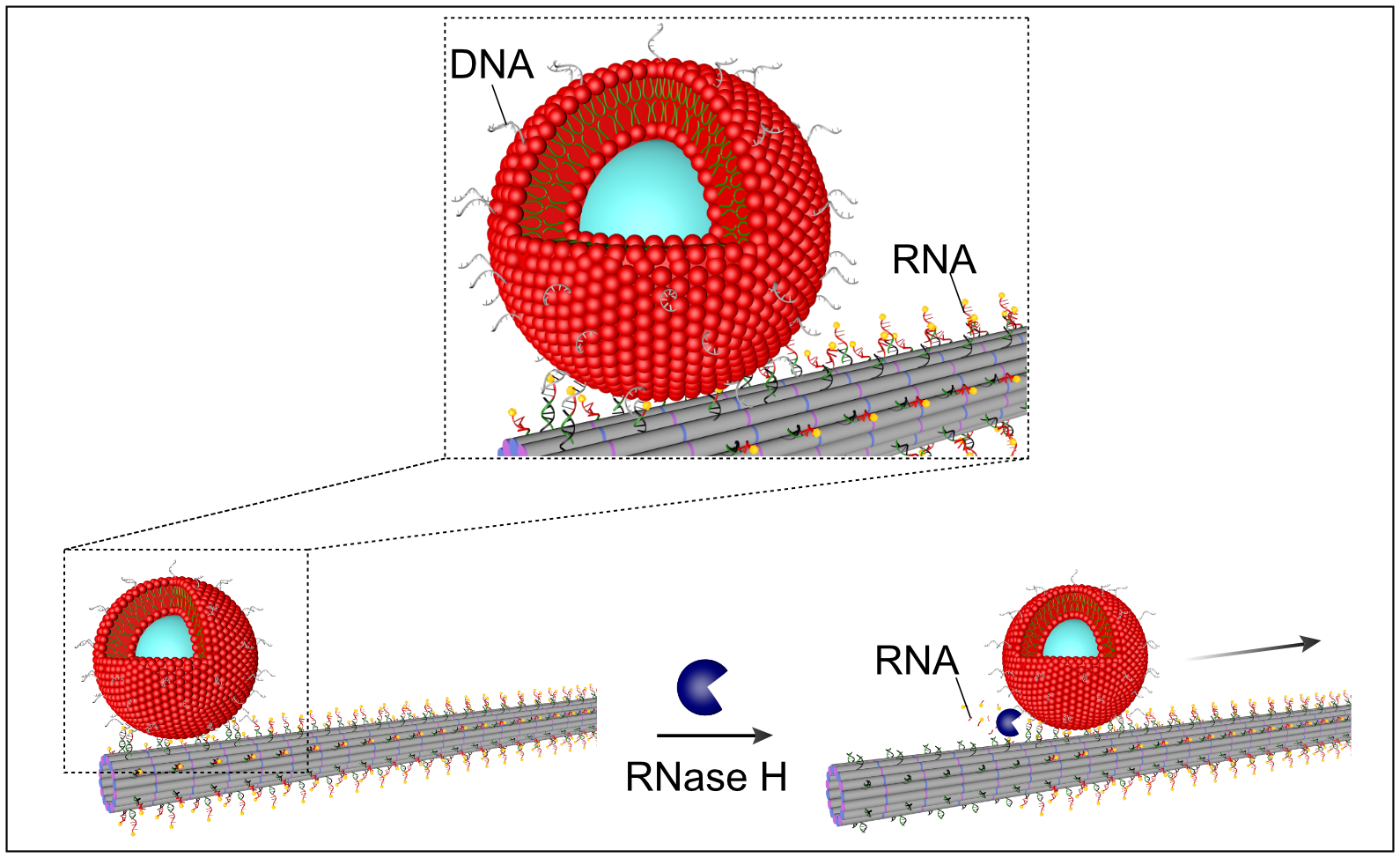 Graphic representation of the transport mechanism induced by digestion with RNase H of a vesicle shown in red along gray colored filaments.