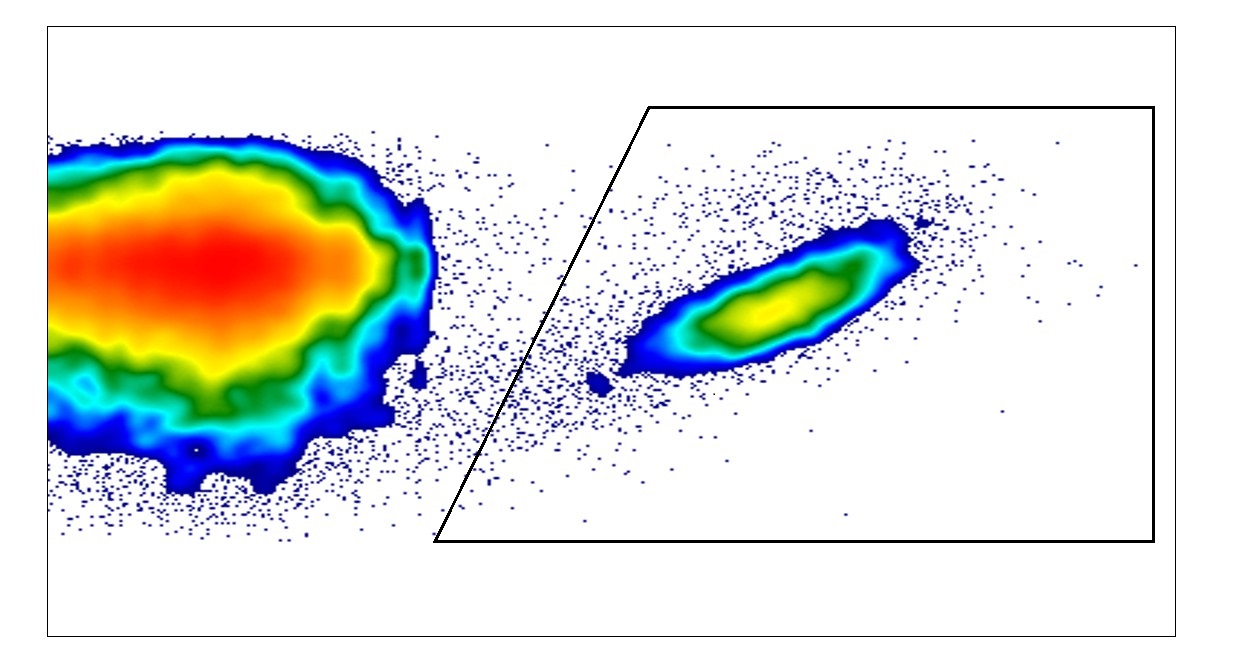 The colour photo shows numerous defence cells accumulating close to the antigen after immunisation. An immune system consisting of old stem cells that were rejuvenated shows a similarly strong immune reaction as an immune system based on young stem cells. 