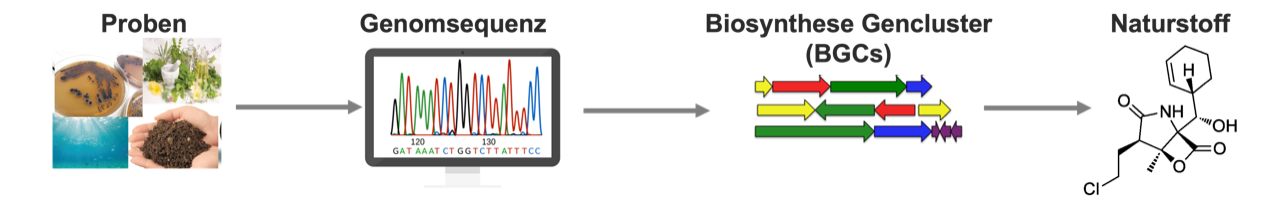 The workflow for identifying natural products is illustrated. Arrows lead from images of bacterial samples via a sequence profile to a gene cluster and then to the natural substance.