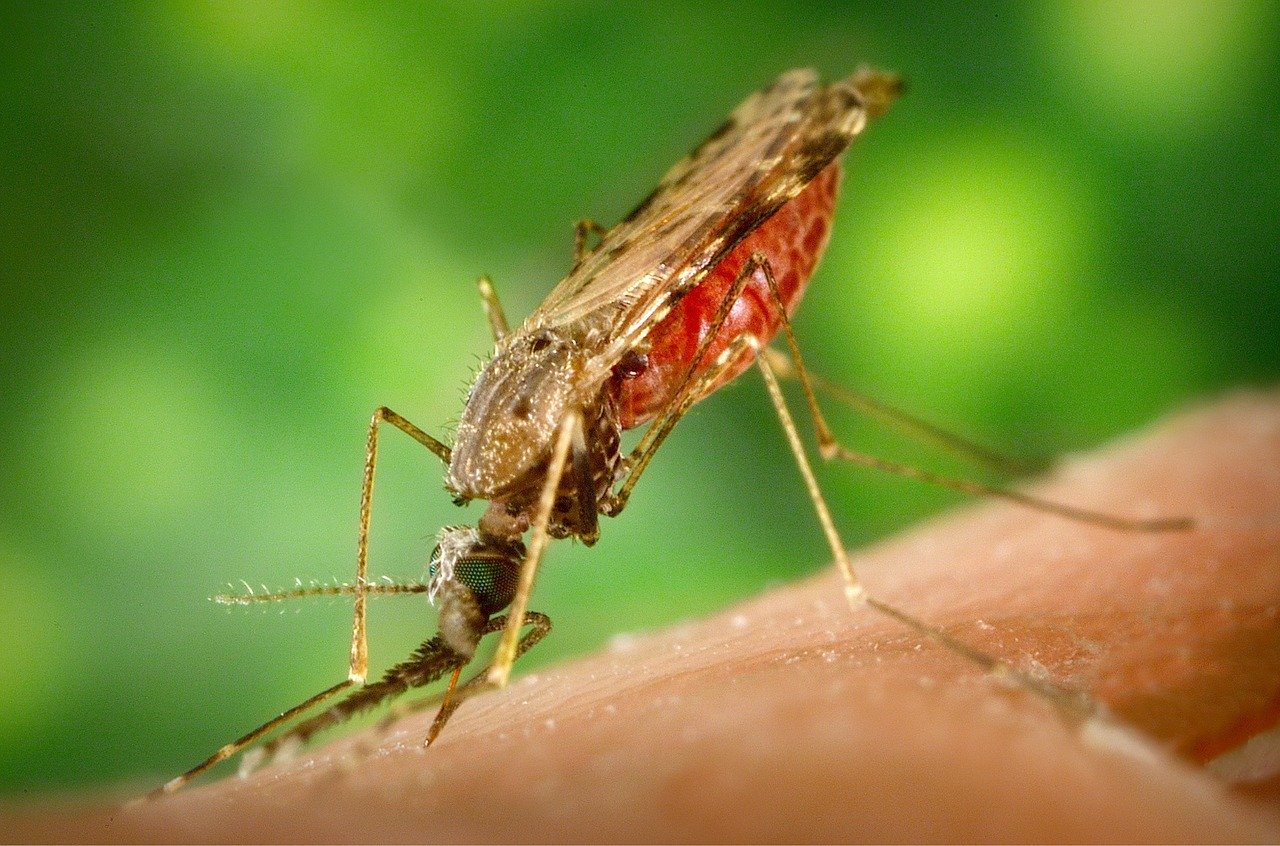 Enlarged photo of a malaria mosquito 