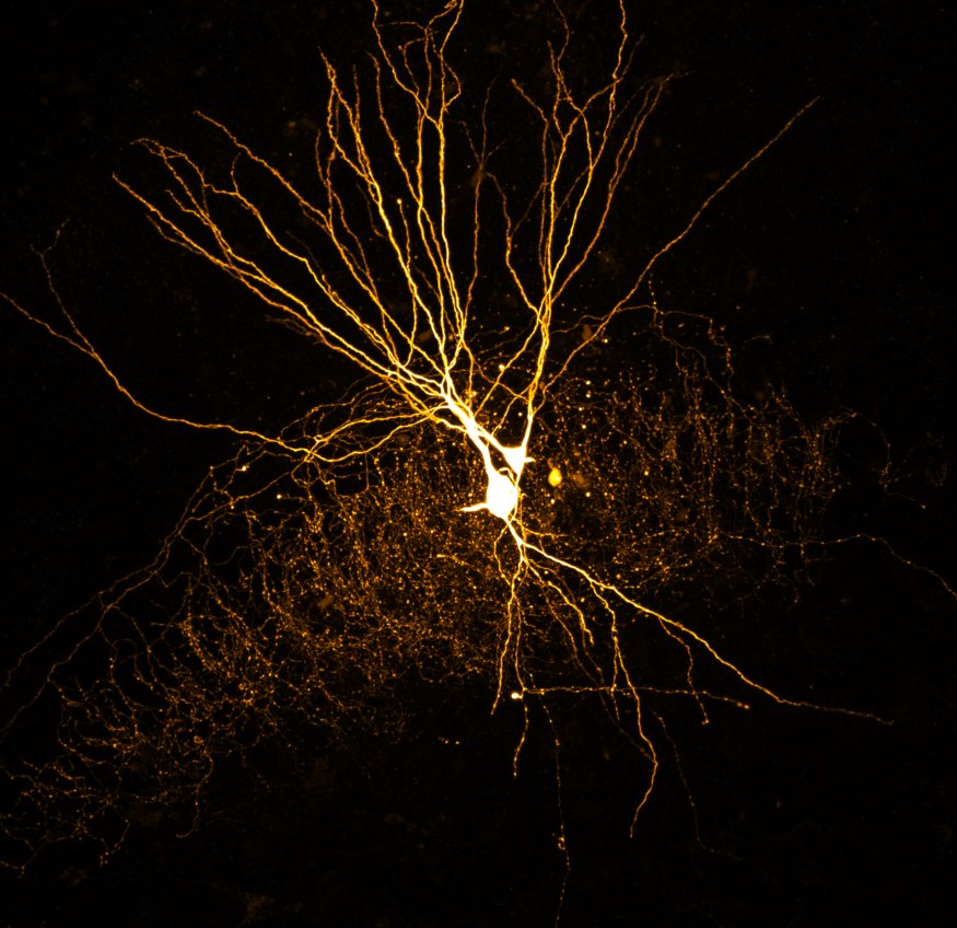 About Synapses And Learning