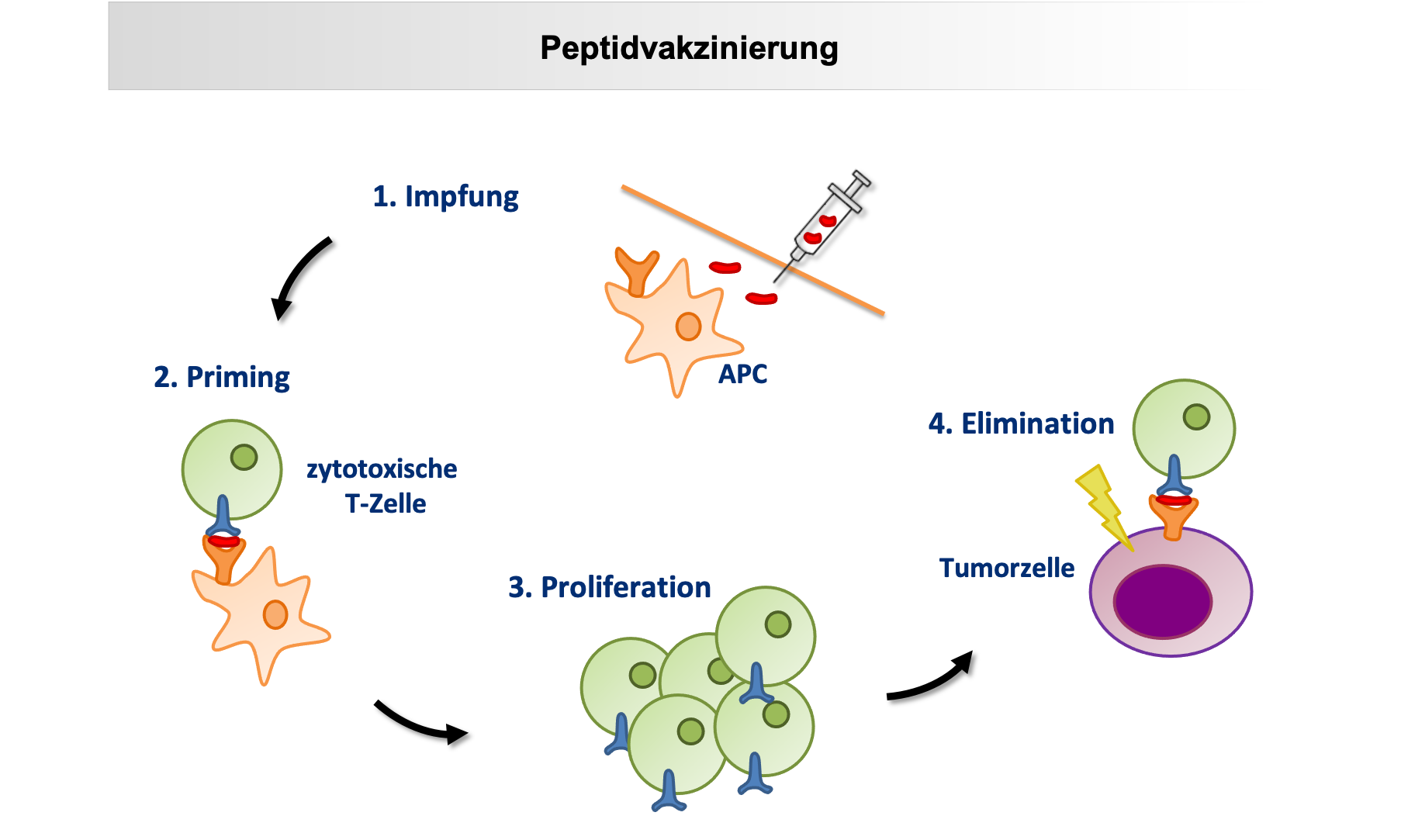 Die Schemazeichnung zeigt anhand der vier wesentlichen Stadien den Ablauf der Peptidvakzinierung. Die Stadien sind entgegen dem Uhrzeigersinn angeordnet und durch Pfeile miteinander verbunden: Nach subkutaner Injektion der synthetischen Peptide (1.) erfolgt die Präsentation der Peptide durch Antigen-präsentierende Zellen (APC) an die T-Zellen (2.), dann die Proliferation Peptid-spezifischer T-Zellen (3.), dann die Erkennung des entsprechenden Peptides auf der Tumorzelle und die Elimination der Tumorzelle durch die T-Zellen (4.).