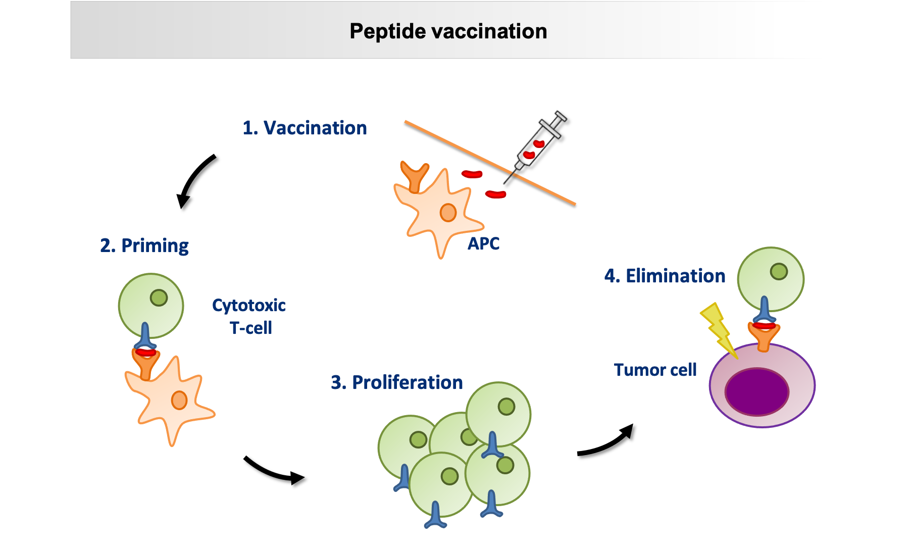 The schematic shows the peptide vaccination process based on the four essential steps. The steps are arranged counterclockwise and connected by arrows: after subcutaneous injection of the synthetic peptides (1.), the peptides are presented by antigen-presenting cells (APC) to the T cells (2.), peptide-specific T cells then proliferate (3.), the corresponding peptide is recognised on the tumour cell and  the tumour cell eliminated by the T cells (4.). 