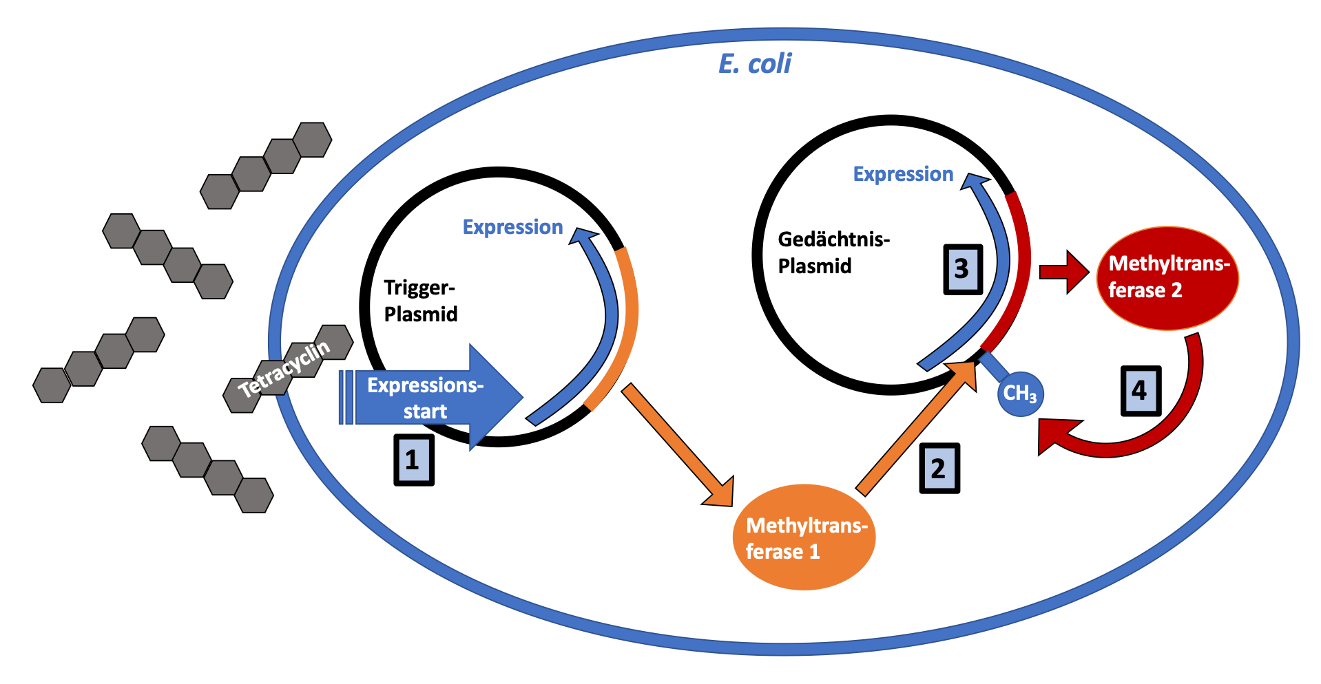 Schematische Abbildung des Tetracyclin-induzierbaren epigenetischen Gedächtnissystems in einem Escherichia coli Bakterium.