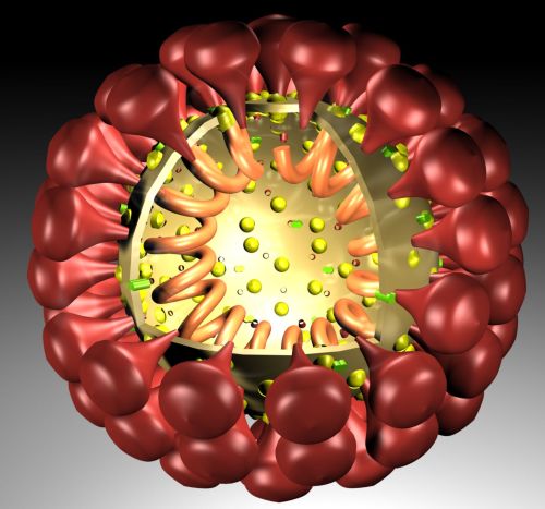 Coronavirus, model