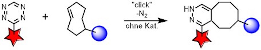 Reaktionsschema bei der Click-Reaktion: Dabei werden die Ausgangsstoffe Tetrazin und trans-Cycloocten, an denen Biomoleküle angehängt sind, zu Bizyklen verbunden.