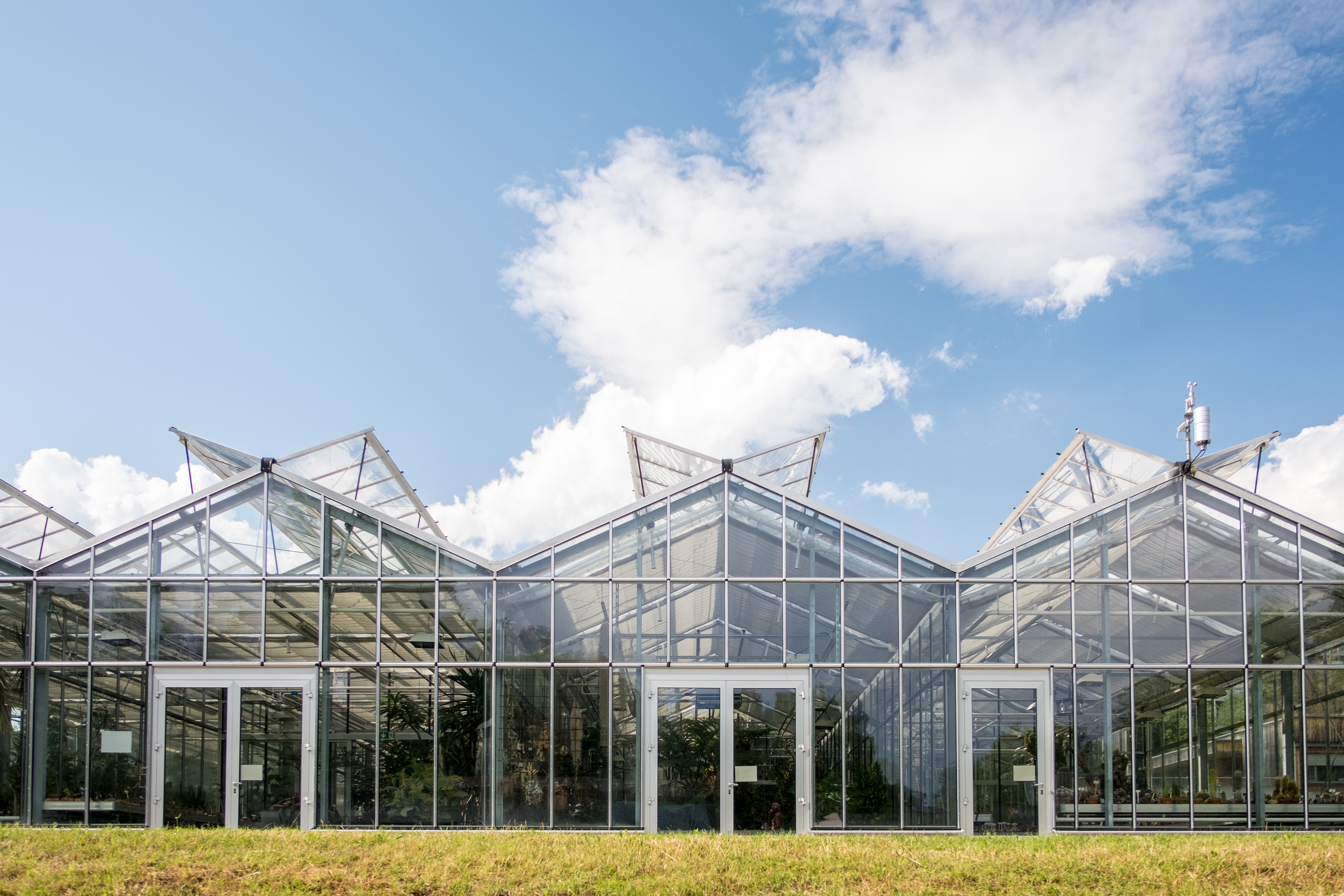 Three adjoining glass greenhouses with open roof panels.