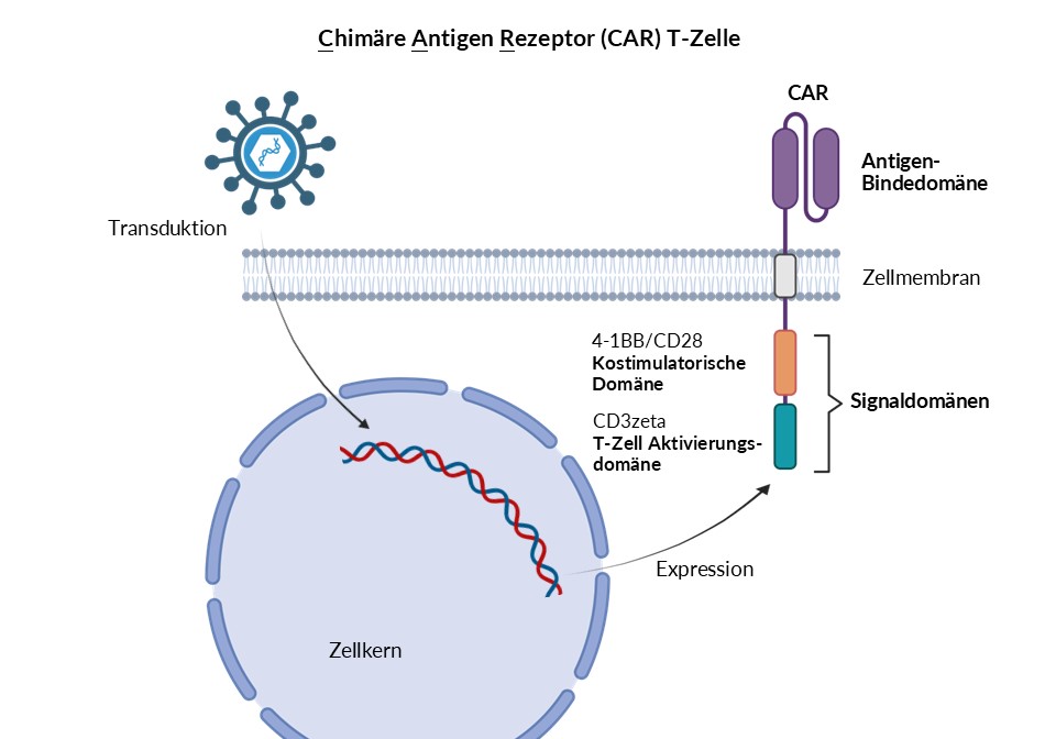 Schematic illustration depicting the steps described in the text for generating CAR T cells.