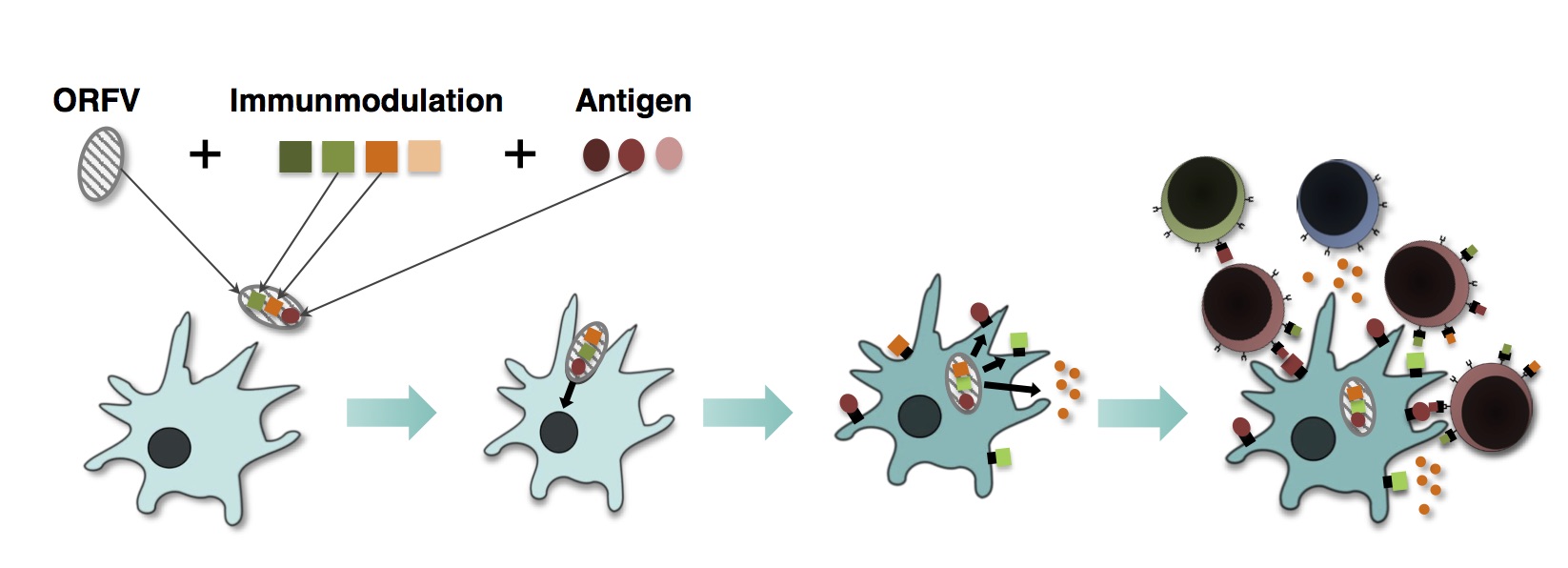 Schematic presentation illustrating how recombinant vectors are produced from the Orf virus according to customer requirements. 