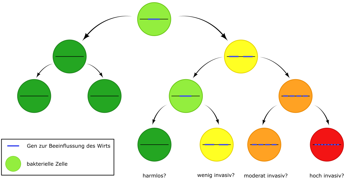 Cartoon showing the effect of gene duplication and  Gen-Duplikation and amplication on the offspring of a bacterium. Depending on the number of copies of a gene, these can have different properties.