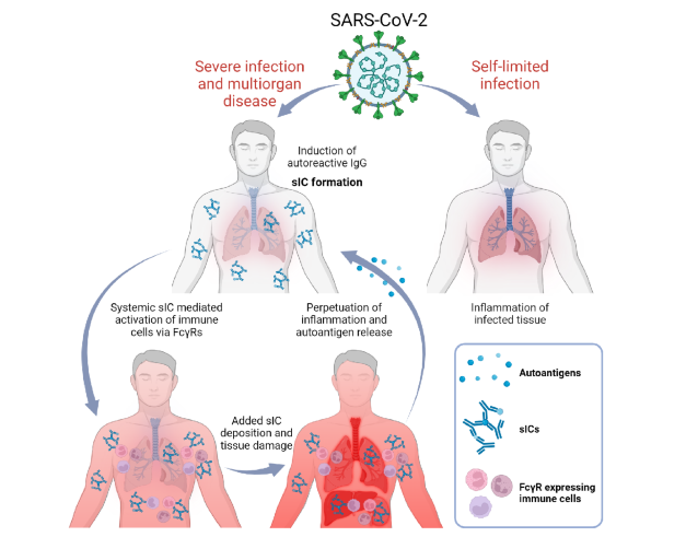 Schematic showing how individual factors can lead to severe coronavirus disease.