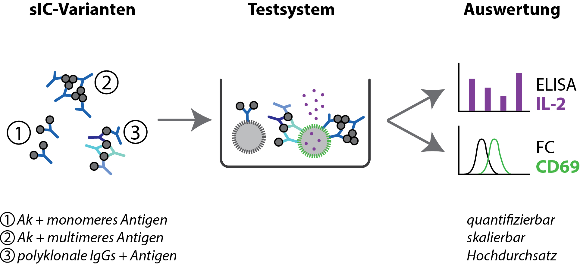 Schematische Darstellung unterschiedlicher Immunkomplexe und ihre Wirkung im Testsystem.