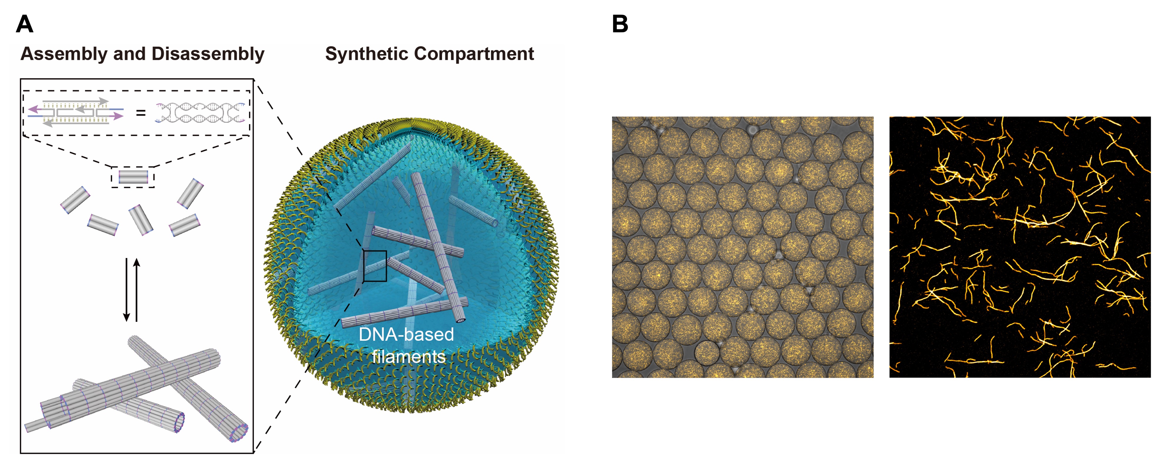 Drawing of a vesicle in which filaments are enclosed and the formation of tiles and then filaments from the DNA pieces. Microscope image of many closely spaced vesicles in which yellow glowing irregular filaments form.