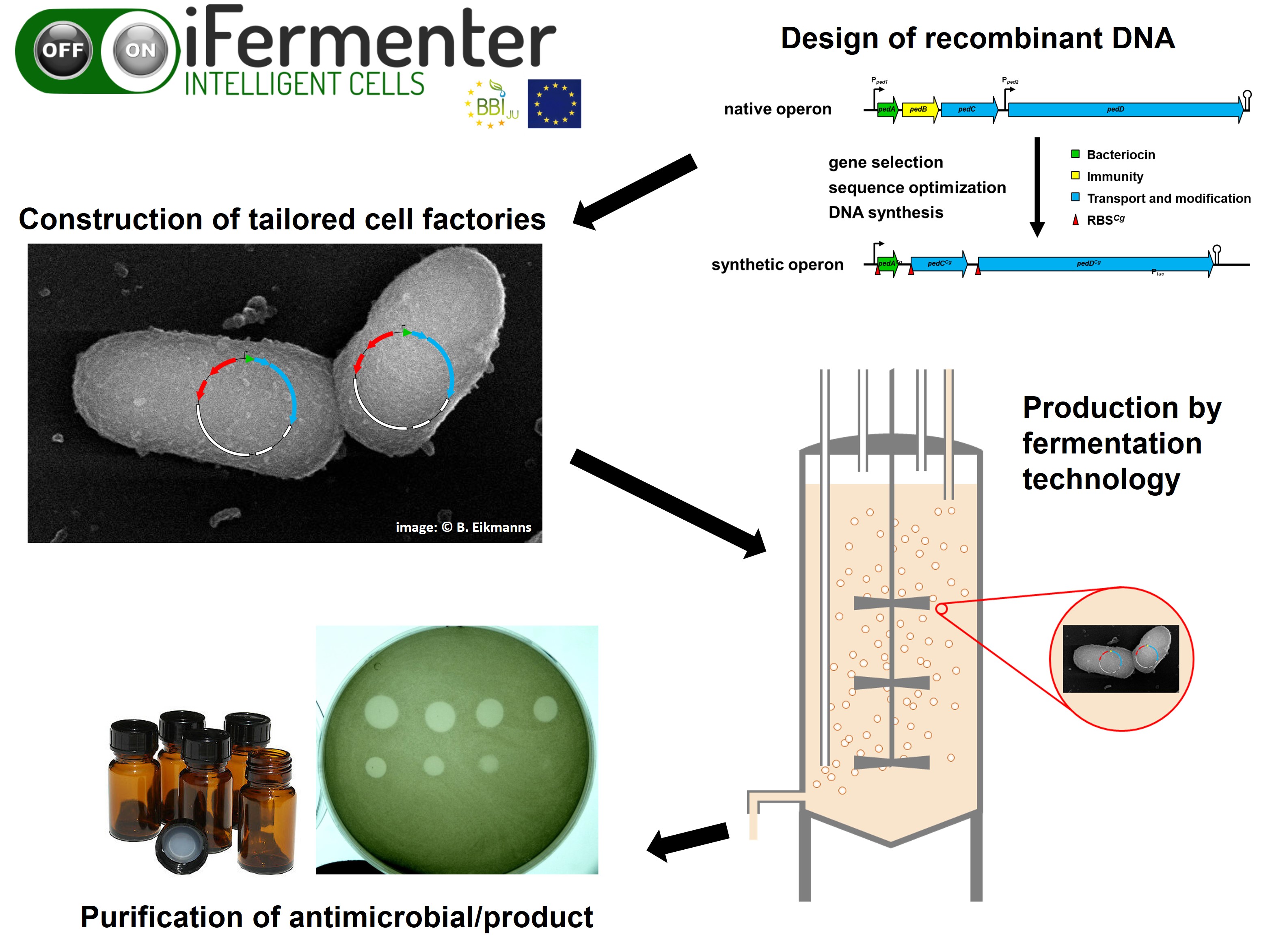 Colourful explanatory graphic of the manufacturing process of the antibiotic alternative.