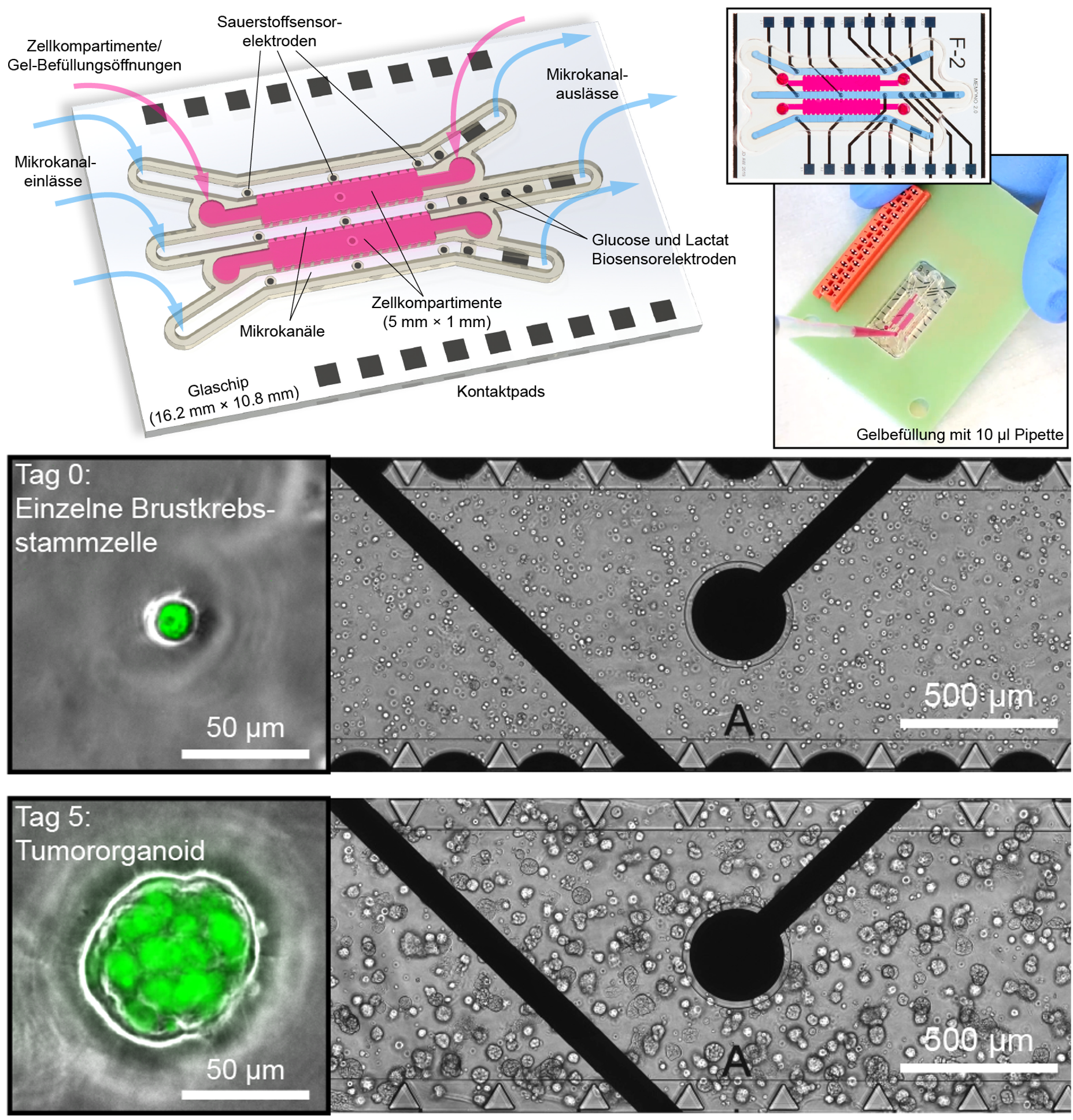 Zeichnerische Darstellung eines Organ-on-Chip-systems und mikroskopische Aufnahme einer Zellkammer an Tag 0 und Tag 5.