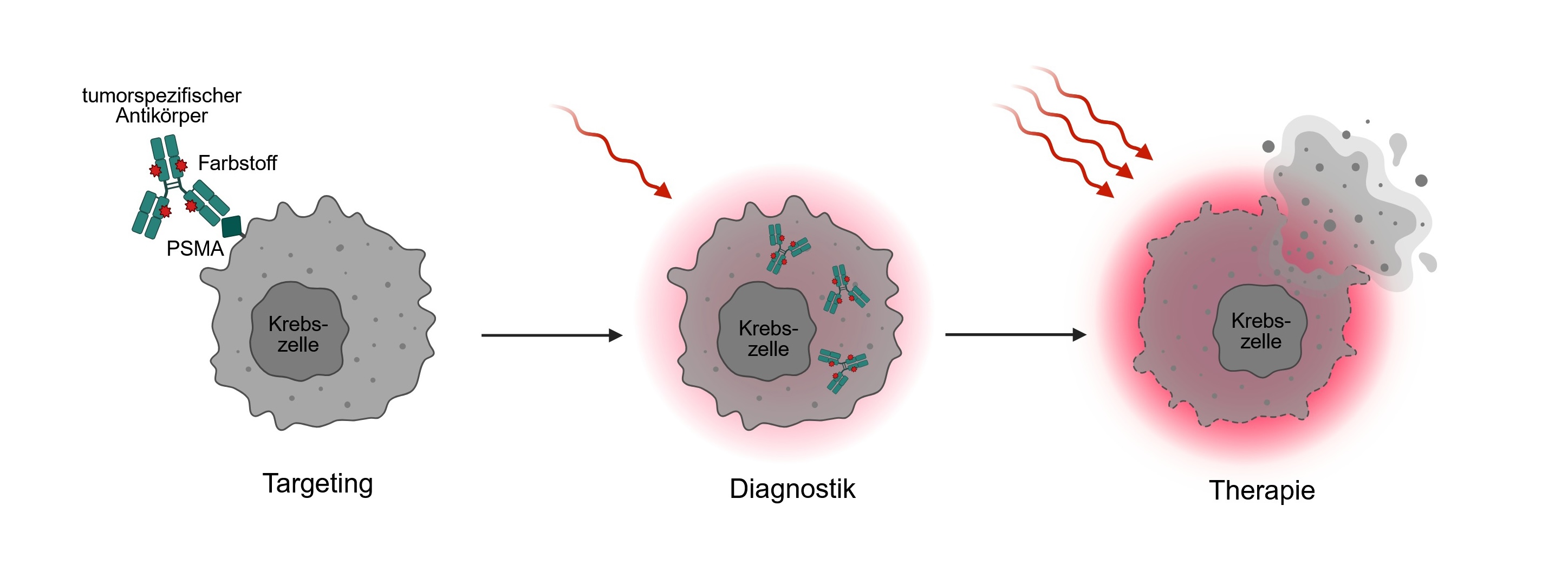 The diagram shows how the conjugate of antibody and dye attaches to a tumor cell, is taken up by it, and destroys it.