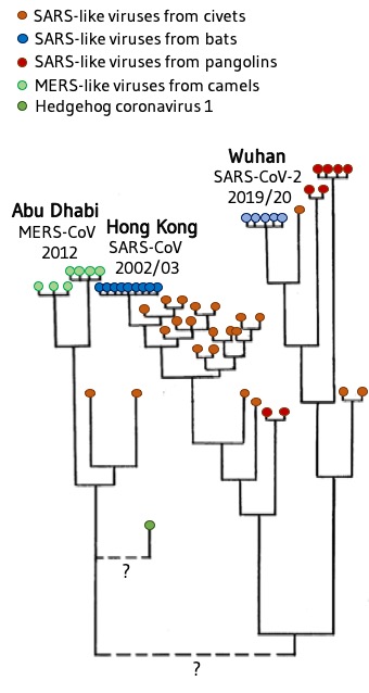 Stammbaum von MERS-, SARS- und SARS-2-Coronaviren.