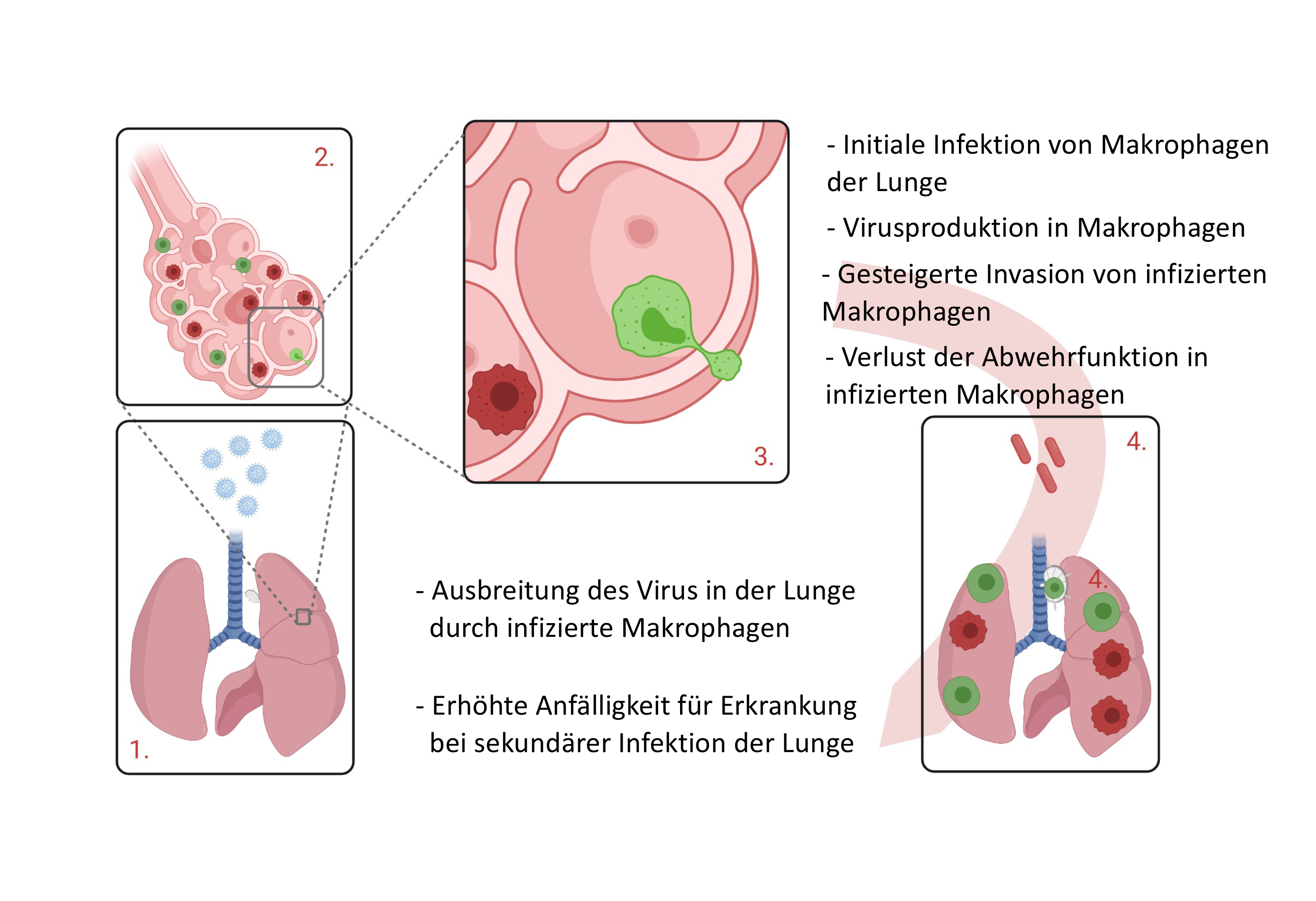 Zu sehen ist eine Graphik, die zeigt, wie schrittweise die Manipulation der Makrophagen in den Lungenbläschen abläuft.