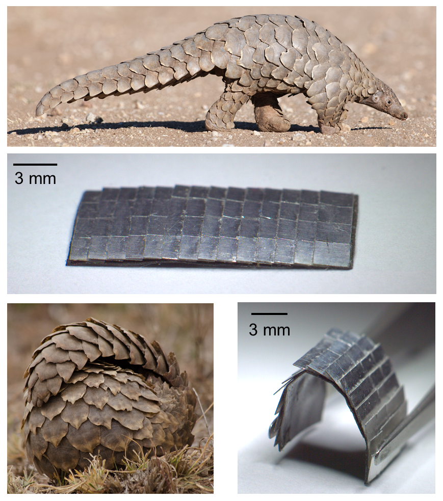 A photo of a running pangolin, a rectangular plate with grey metal scales on the top, a rolled-up pangolin and a semi-circular curved plate can be seen below each other.