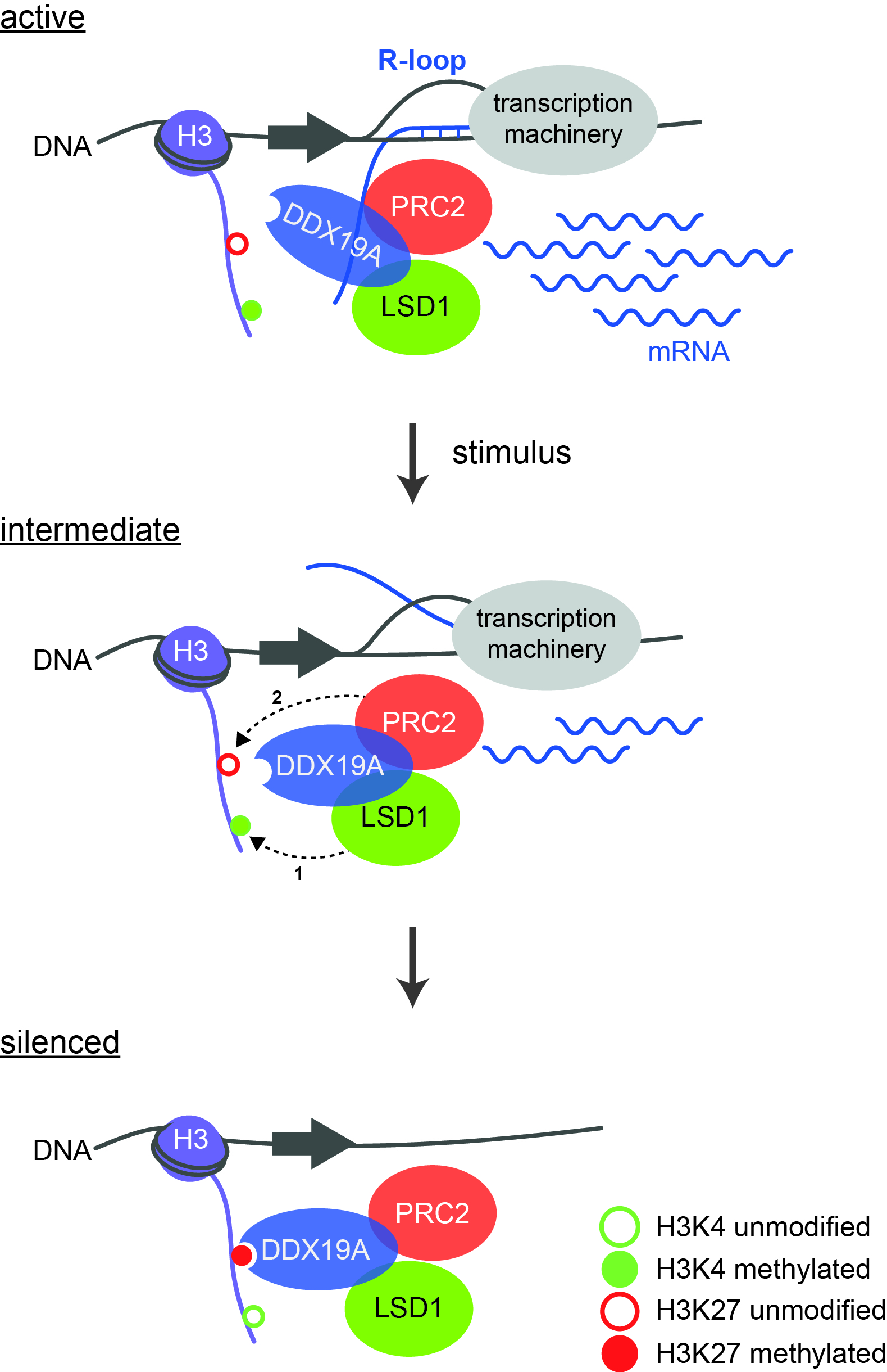 Schematic representation of the different stages of gene expression. Nucleic acid strands are represented by coloured lines, proteins by coloured ellipses and methylation by small circles.