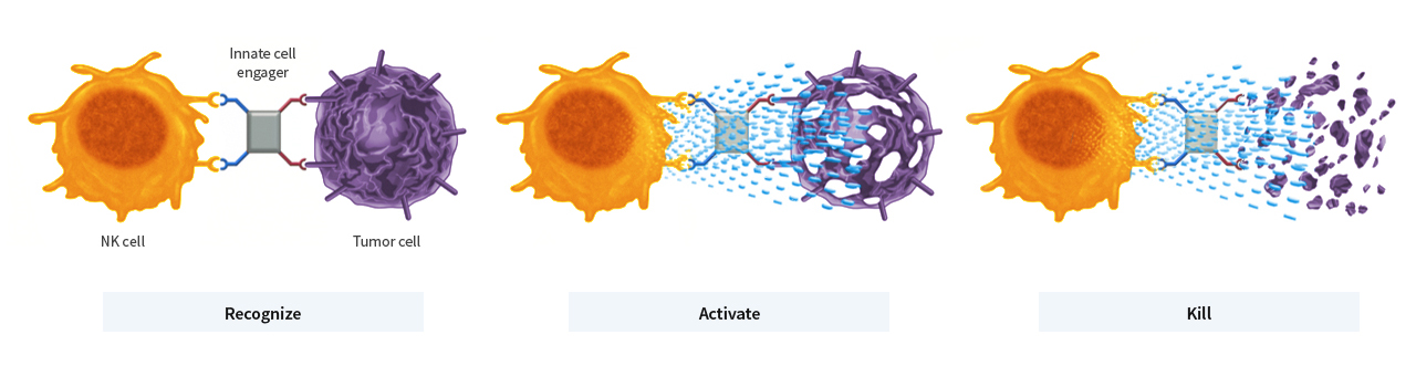 Schematische Darstellung der Funktionsweise von „innate cell engagern“. Sie verknüpfen NK- und Tumorzellen und stimulieren so die zytotoxische Aktivität der NK-Zellen, was zur Zerstörung der Tumorzelle führt.