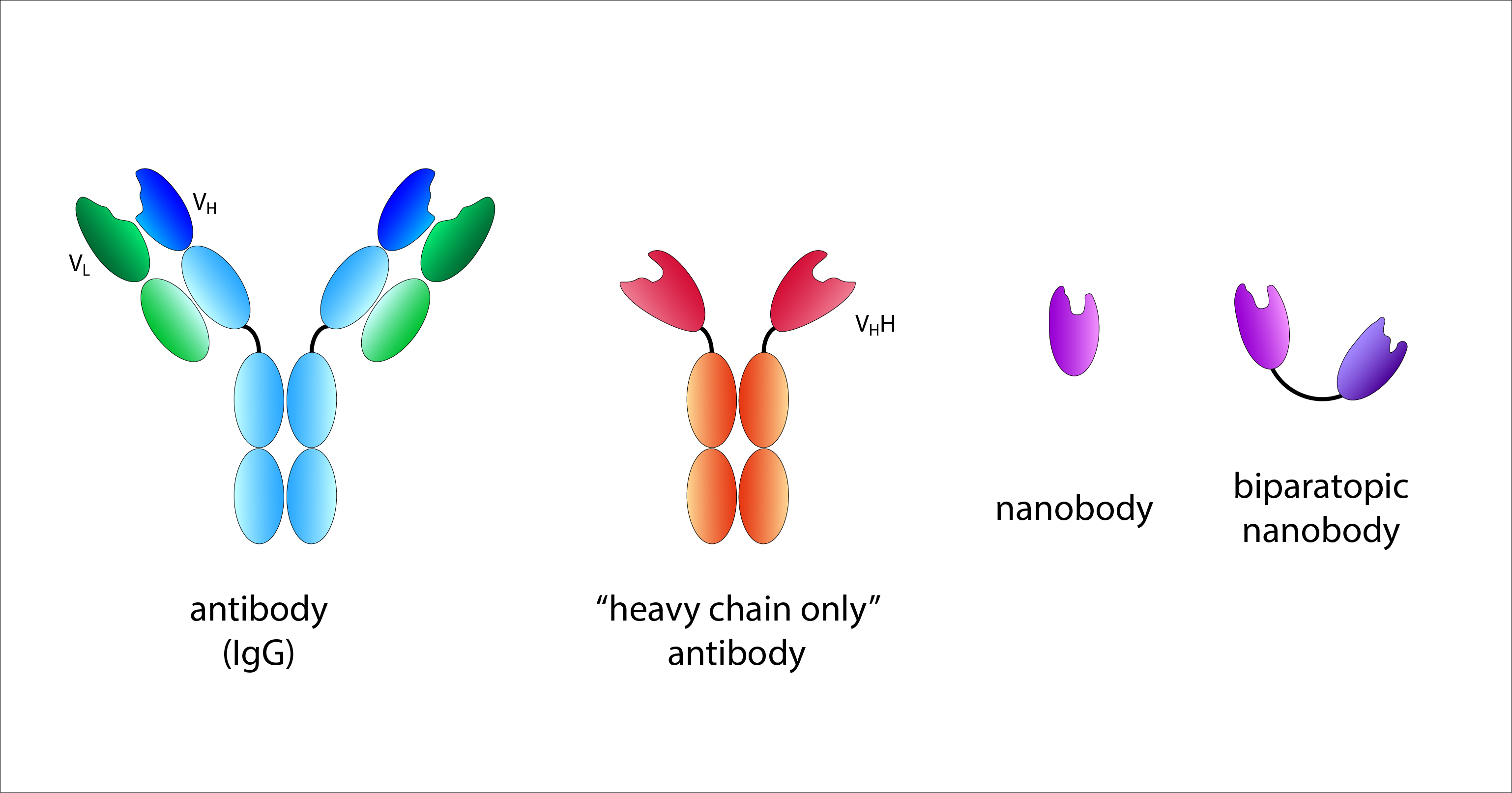 Schematic representation of the structure of conventional antibodies, 'heavy chain only' antibodies, nanobodies and biparatopic nanobodies in different colours.