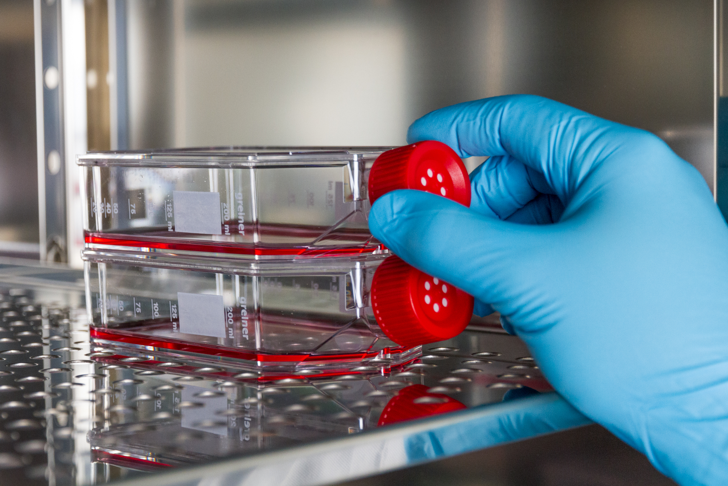 Laboratory employee takes a cell culture bottle out of the incubator.