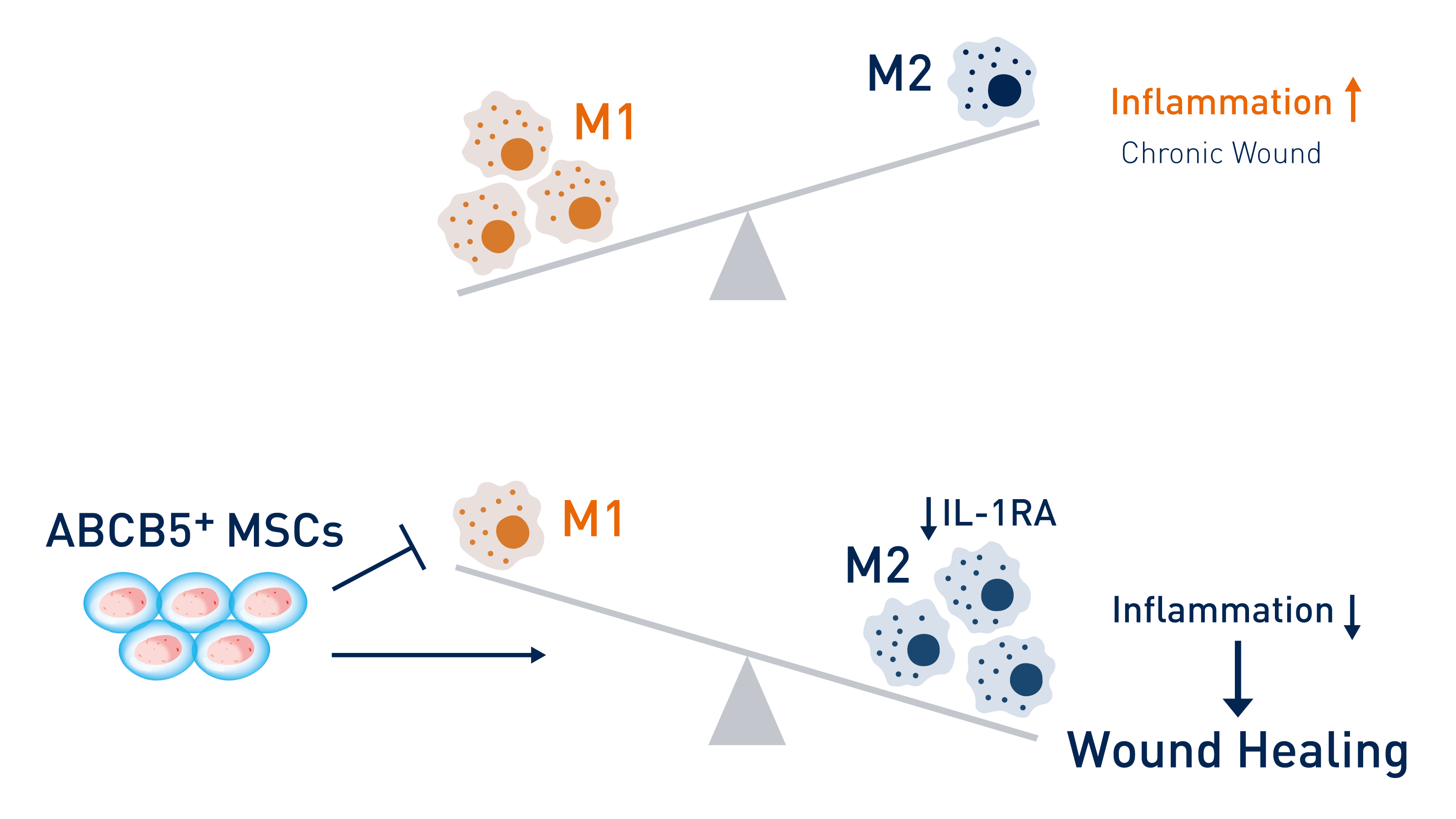 Drawing of the ratio of M1 and M2 macrophages with the help of a scale. In the stage of inflammation M1 macrophages predominate, in wound healing M2 macrophages.