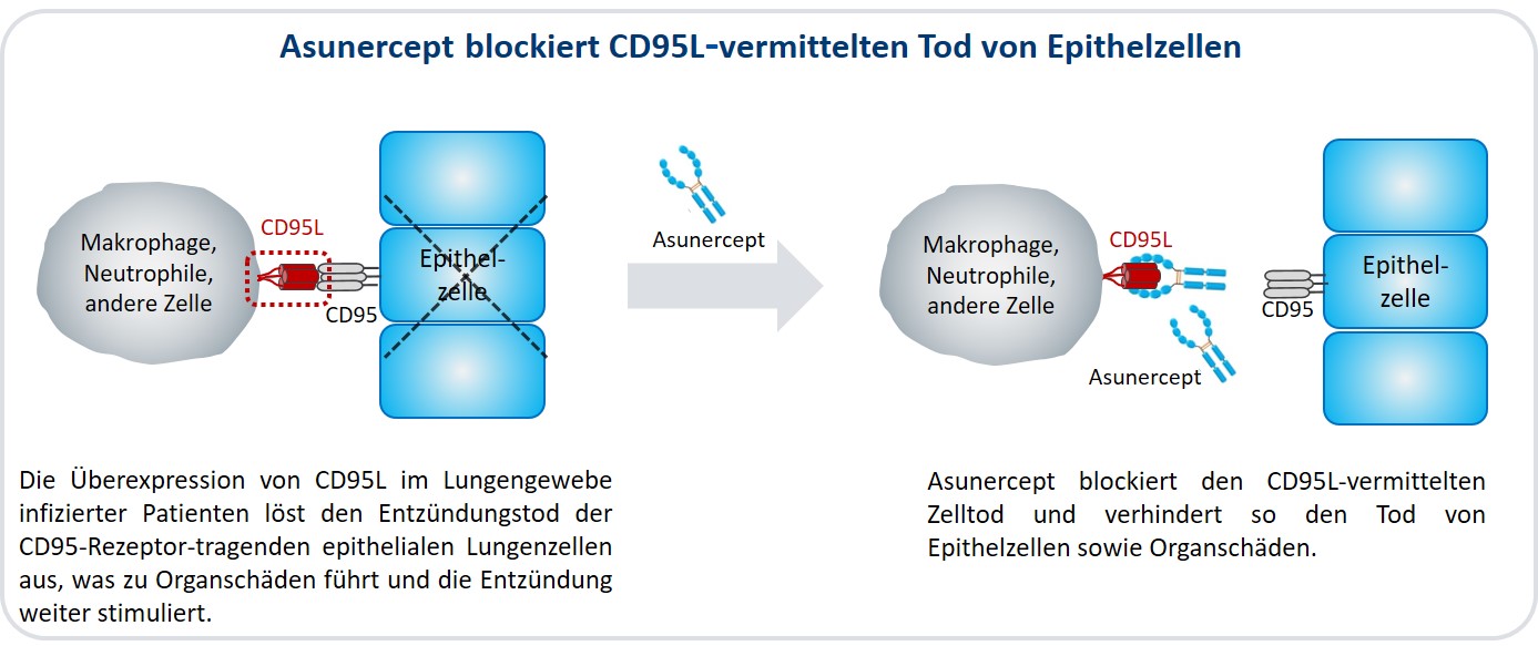 Asunercept prevents the CD95L-mediated apoptosis of epithelial cells.