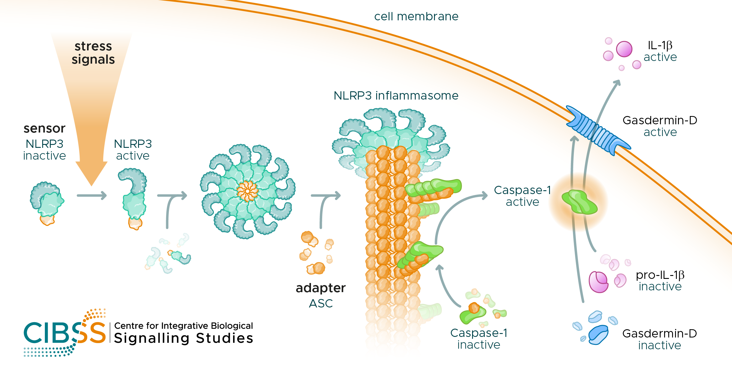 Schematic representation of the mechanism of interleukin-1ß release in macrophages.