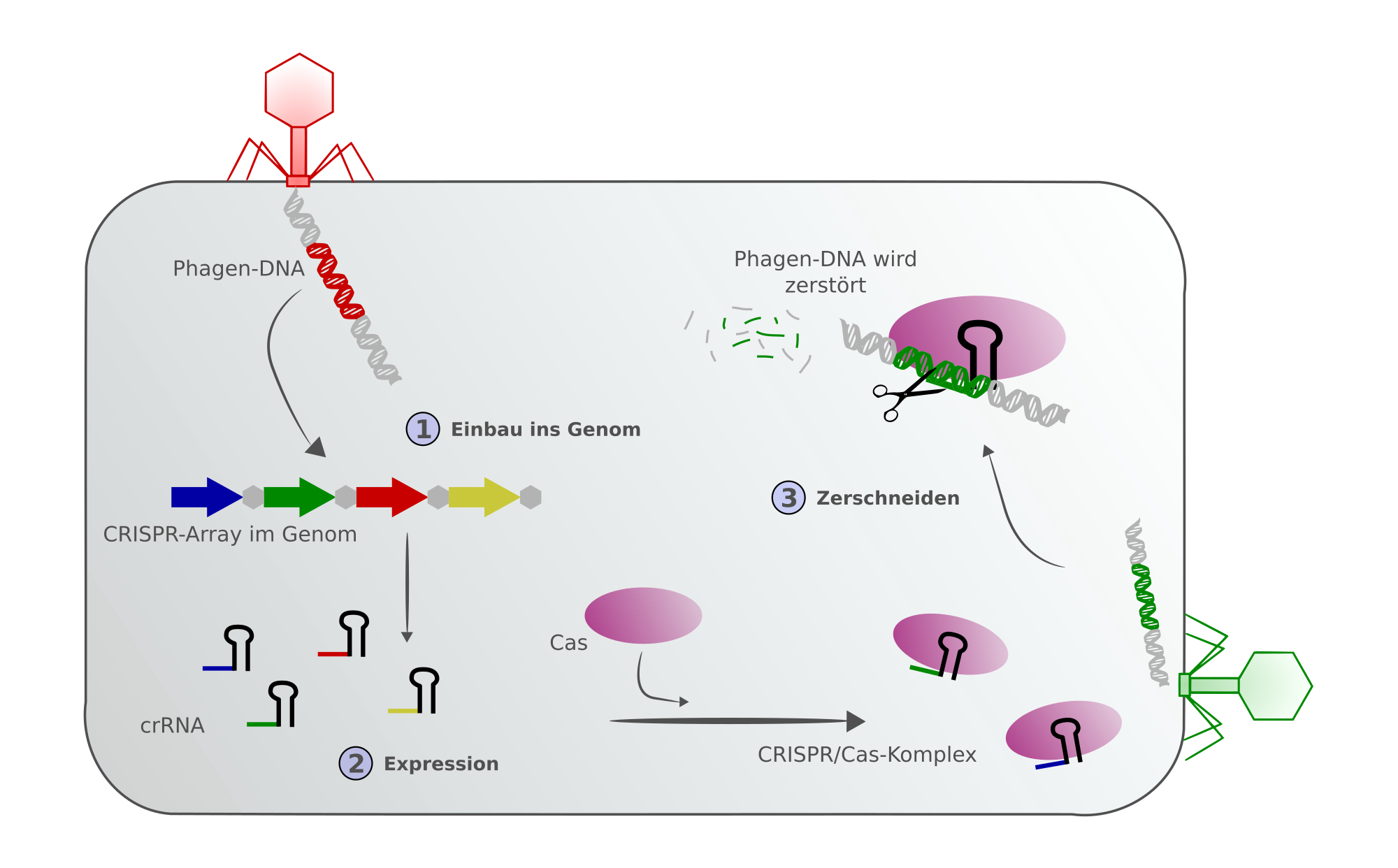 Schematic showing the defence chain of a prokaryote with CRISPR/Cas - integration of a phage genome into the CRISPR array and an infection of another phage whose genome is already "known" in the array. The new piece of DNA is immediately destroyed by the CRISPR/Cas complex.