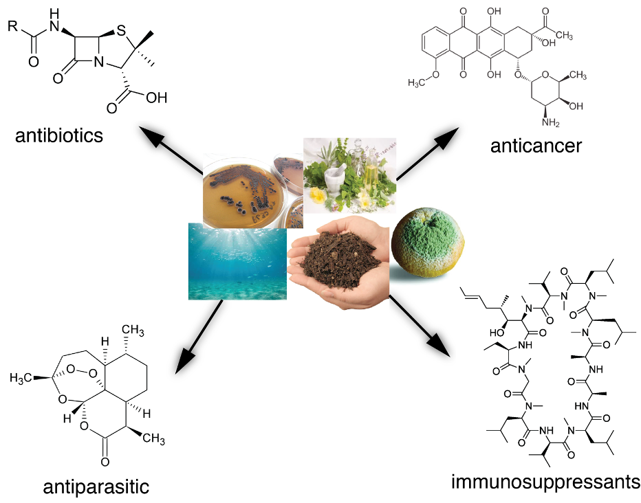 Five photographs of soil, plants, sea, herbs and mouldy fruit show the different habitats of bacteria and fungi. Arrows lead to different chemical compounds.