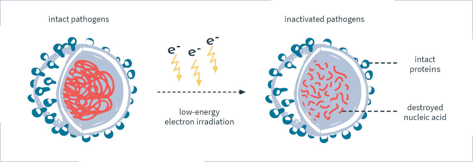 Schematische Darstellung der Bestrahlung eines Krankheitserregers mit nieder-energetischen Elektronen.