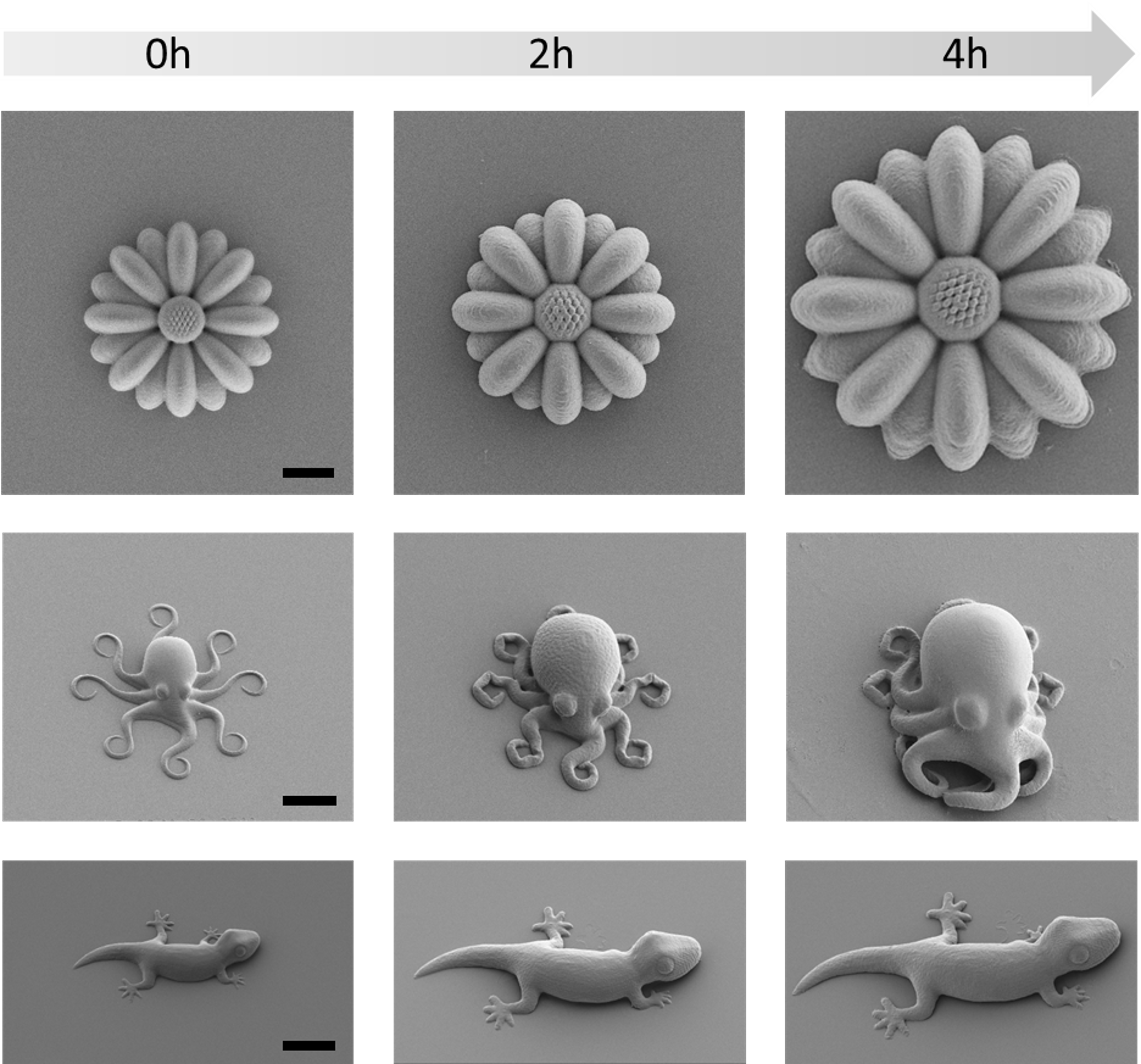 Schwarz-weiße mikroskopische Aufnahmen der gedruckten Objekte und ihrer Veränderung in insgesamt 4 Stunden, jeweils im Abstand von 2 Stunden. 1.Reihe: Sonnenblume, 2. Reihe: Krake und 3. Reihe: Gecko.