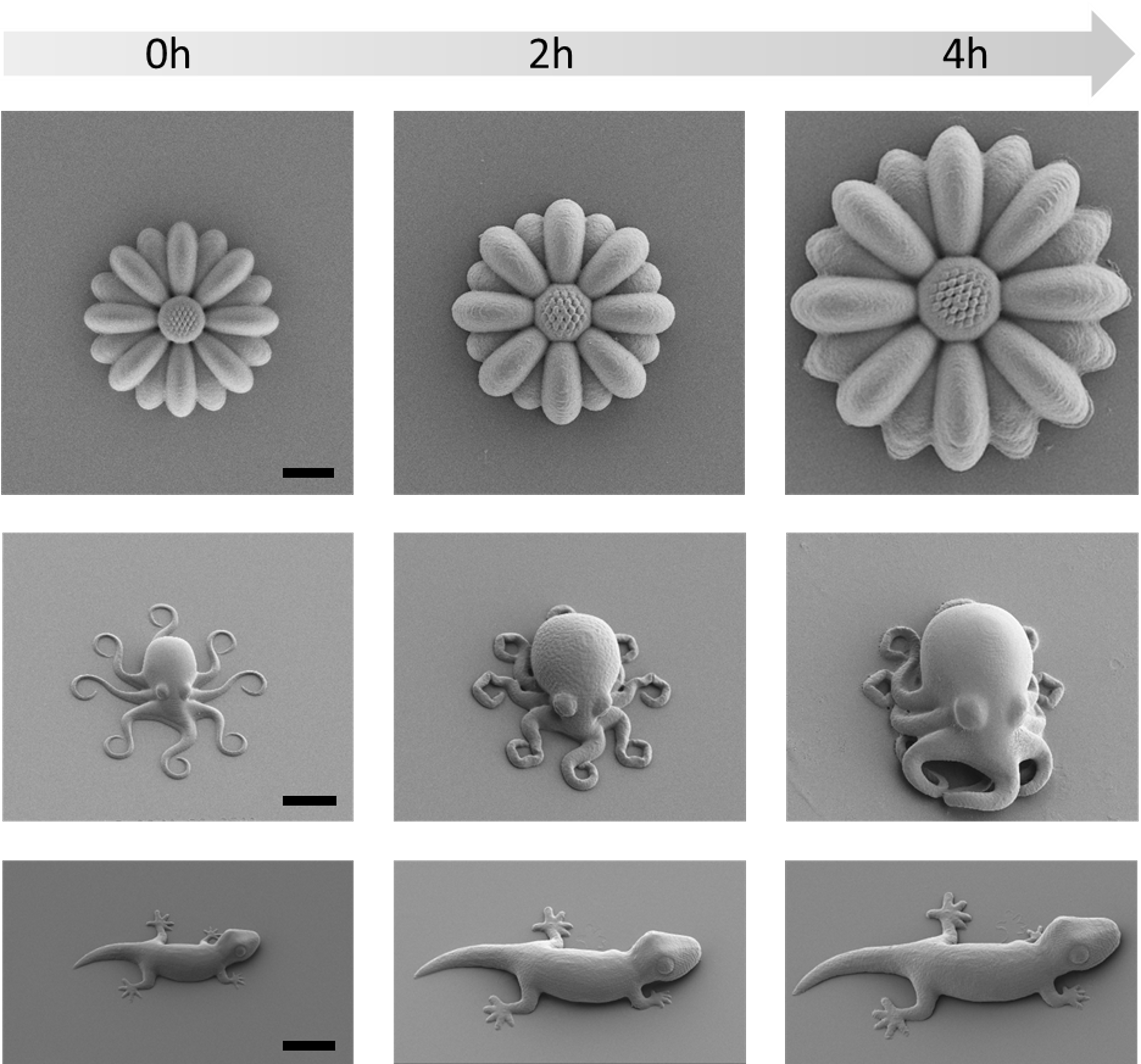 Black and white microscopic images of the printed objects and their changes in a total of 4 hours, each 2 hours apart. 1st row: sunflower, 2nd row: octopus and 3rd row: gecko.