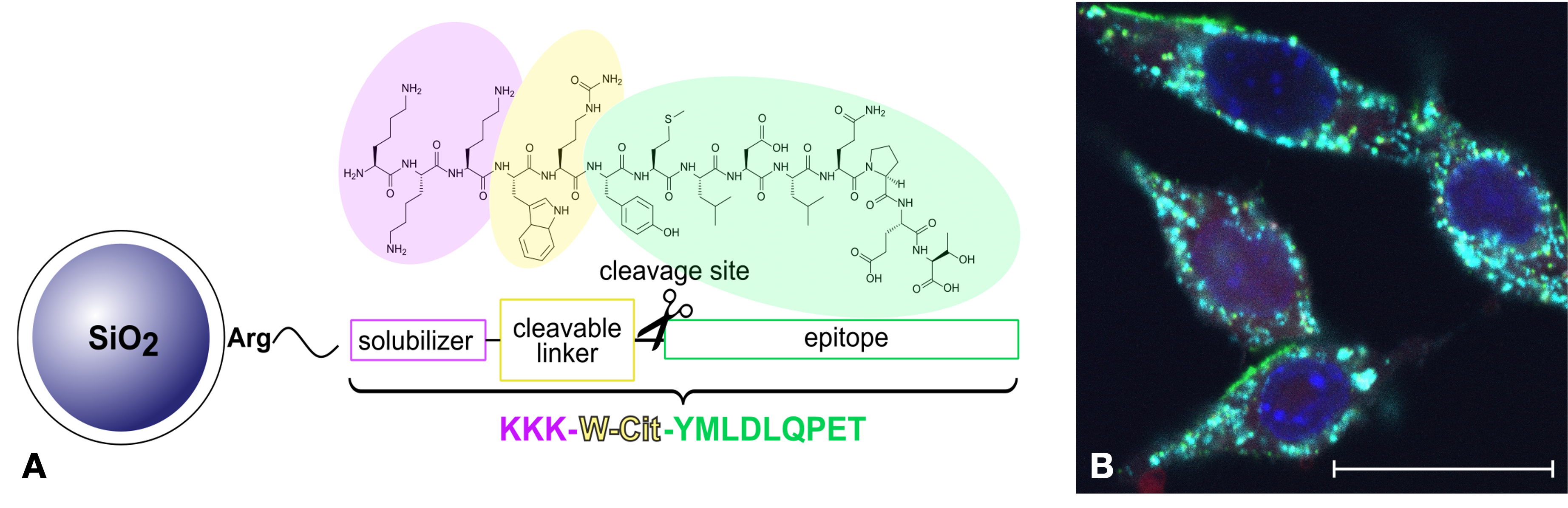 Schematische Darstellung des Peptid-beladenen Nanopartikels inklusive Strukturformel für die Aminosäuresequenz. B Zu sehen sind 4 längliche Zellen mit jeweils einem großen blau leuchtendem Kern in der Mitte und grün-cyan funkelnden Punkten im Zytoplasma.