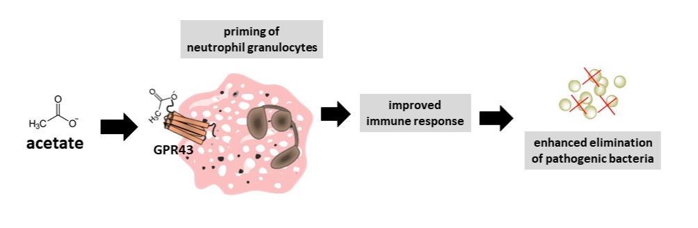 Schematic representation of neutrophil granulocyte activation by acetate.
