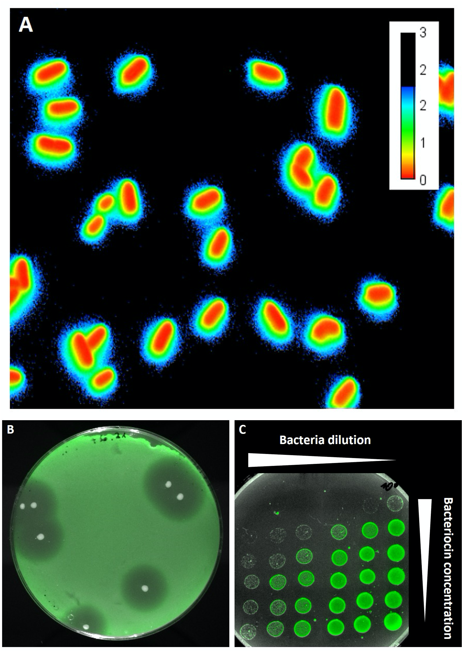 Drei bunte fluoreszenzmikroskopische Bilder der Bakterien als runde und ovale Punkte.