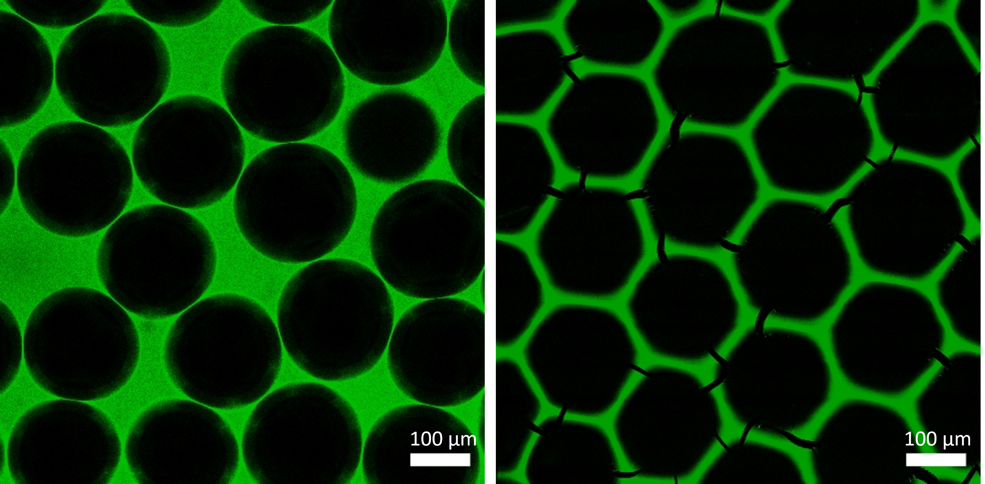 On the left  irregularly distributed black, round structures against a fluorescent green background are shown, on the right a hexagonal green lattice.