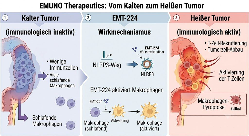 Zu sehen ist in einem Schema, wie der Wirkstoff kalte Tumoren in heiße umwandeln kann.