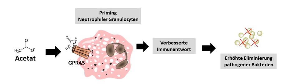 Schematische Darstellung der Aktivierung von neutrophilen Granulozyten durch Acetat.