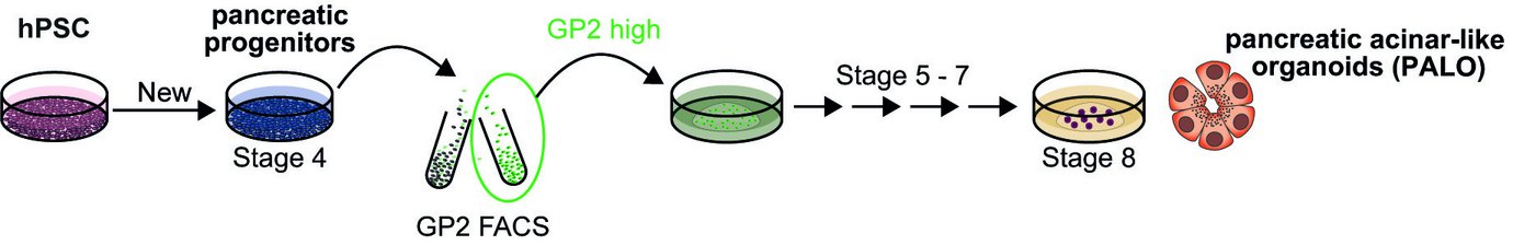 Graphic with different petri dishes in which cells are cultivated.