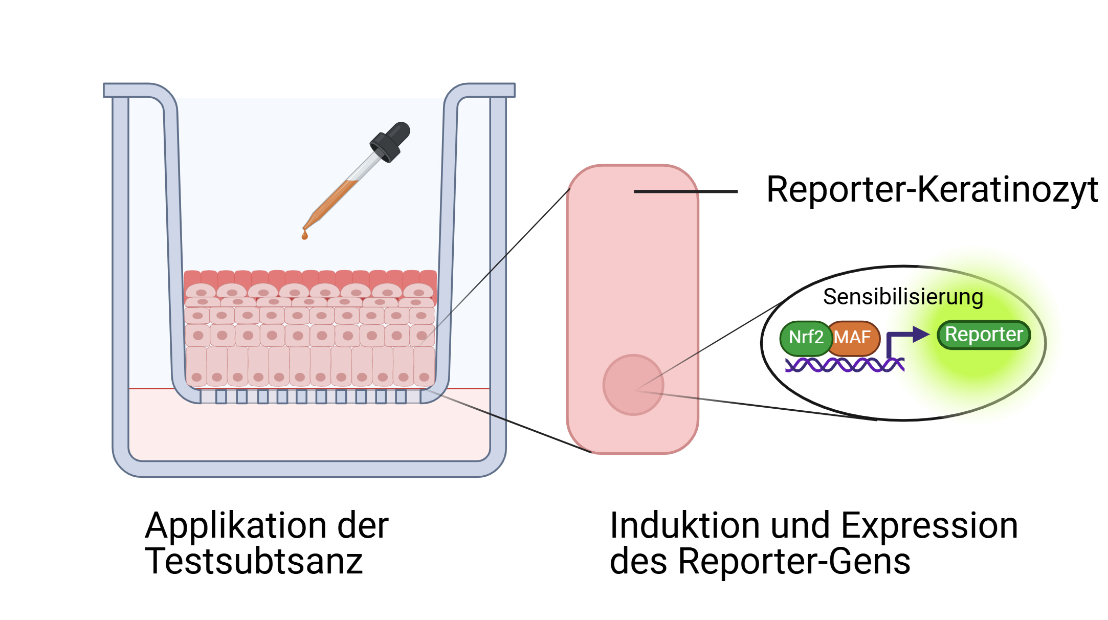 The diagram shows how the reporter skin works: After the test substance is applied, the keratinocytes express the reporter gene.