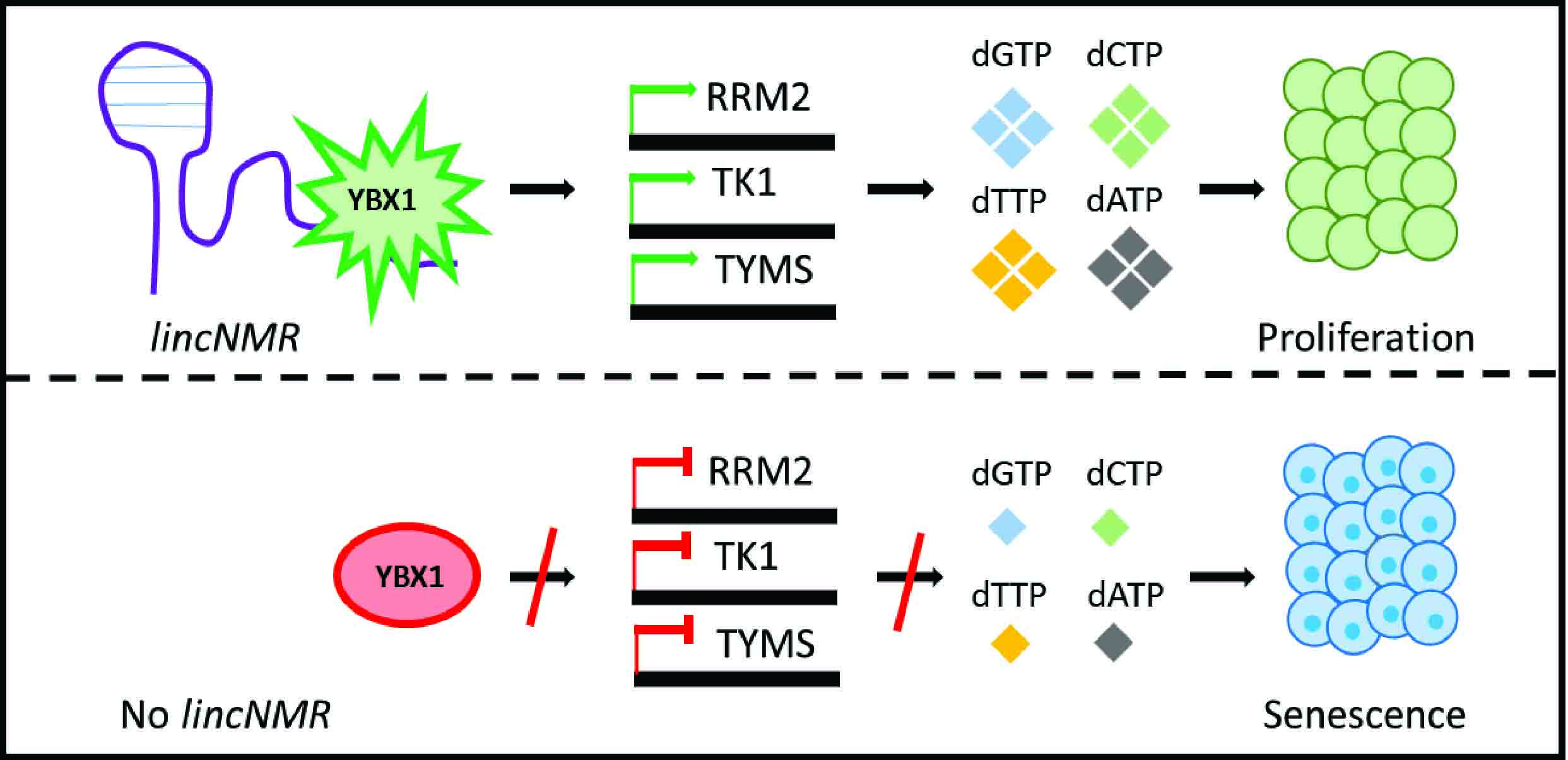 Figure showing the relationship between lincNMR and cell proliferation.