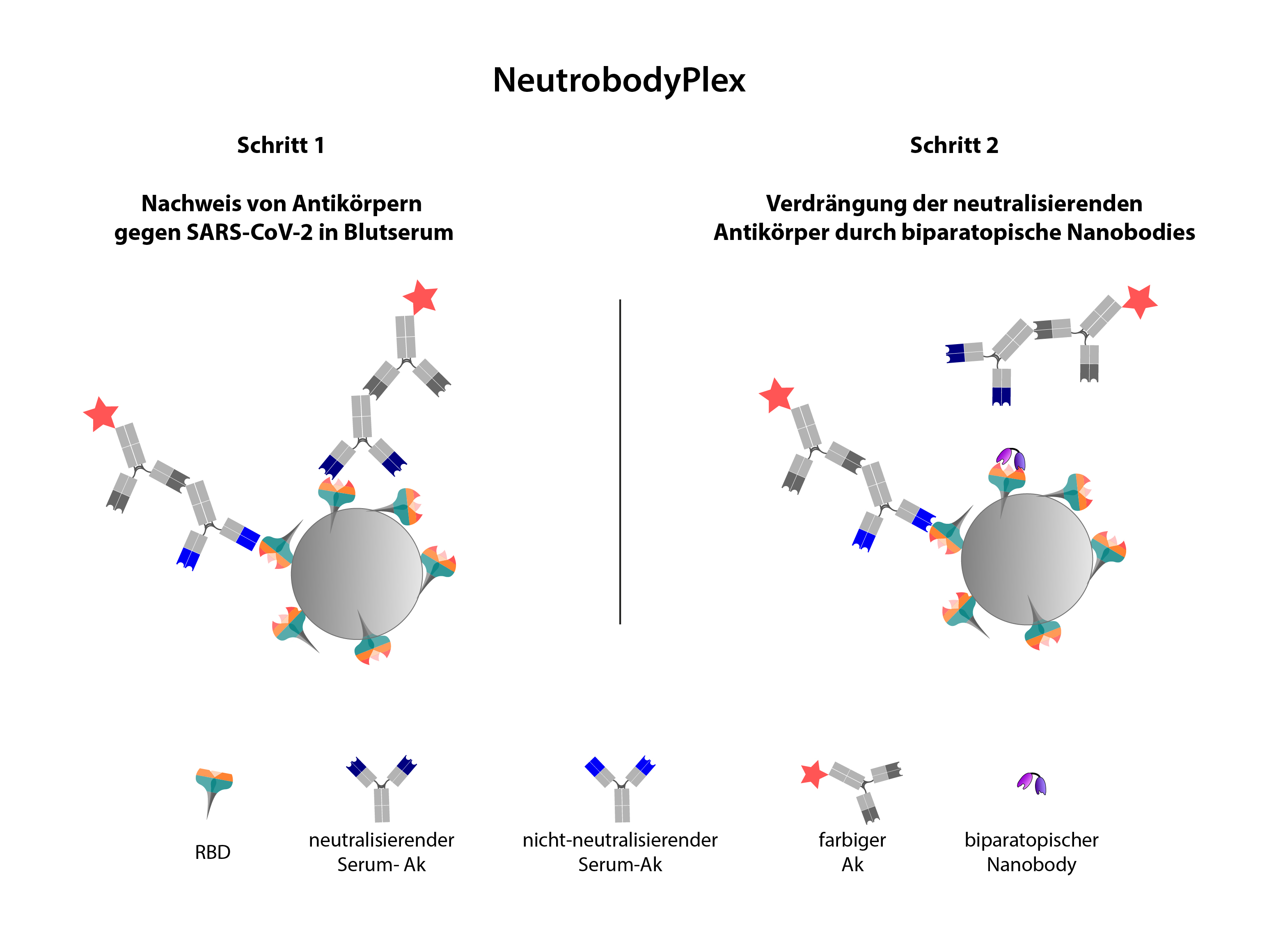 Schematische Darstellung der Funktionsweise des NeutrobodyPlex.