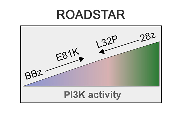 Graphical representation of the effect of mutations on the activity of PI3K.