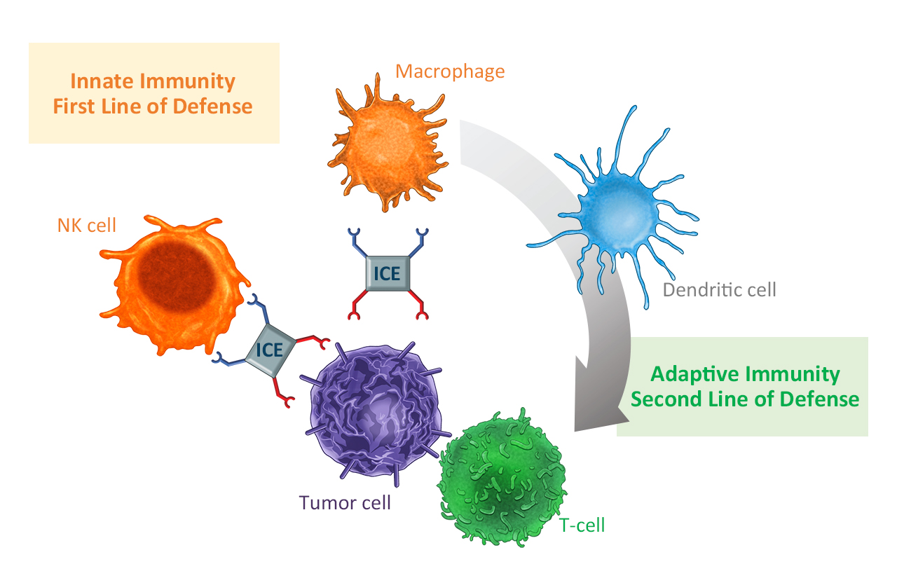 Schematische Darstellung der Kommunikation zwischen den Zellen der angeborenen und erworbenen Immunität. „innate cell engager“ aktivieren NK-Zellen und Makrophagen, die wiederum tumorspezifische T-Zellen stimulieren.