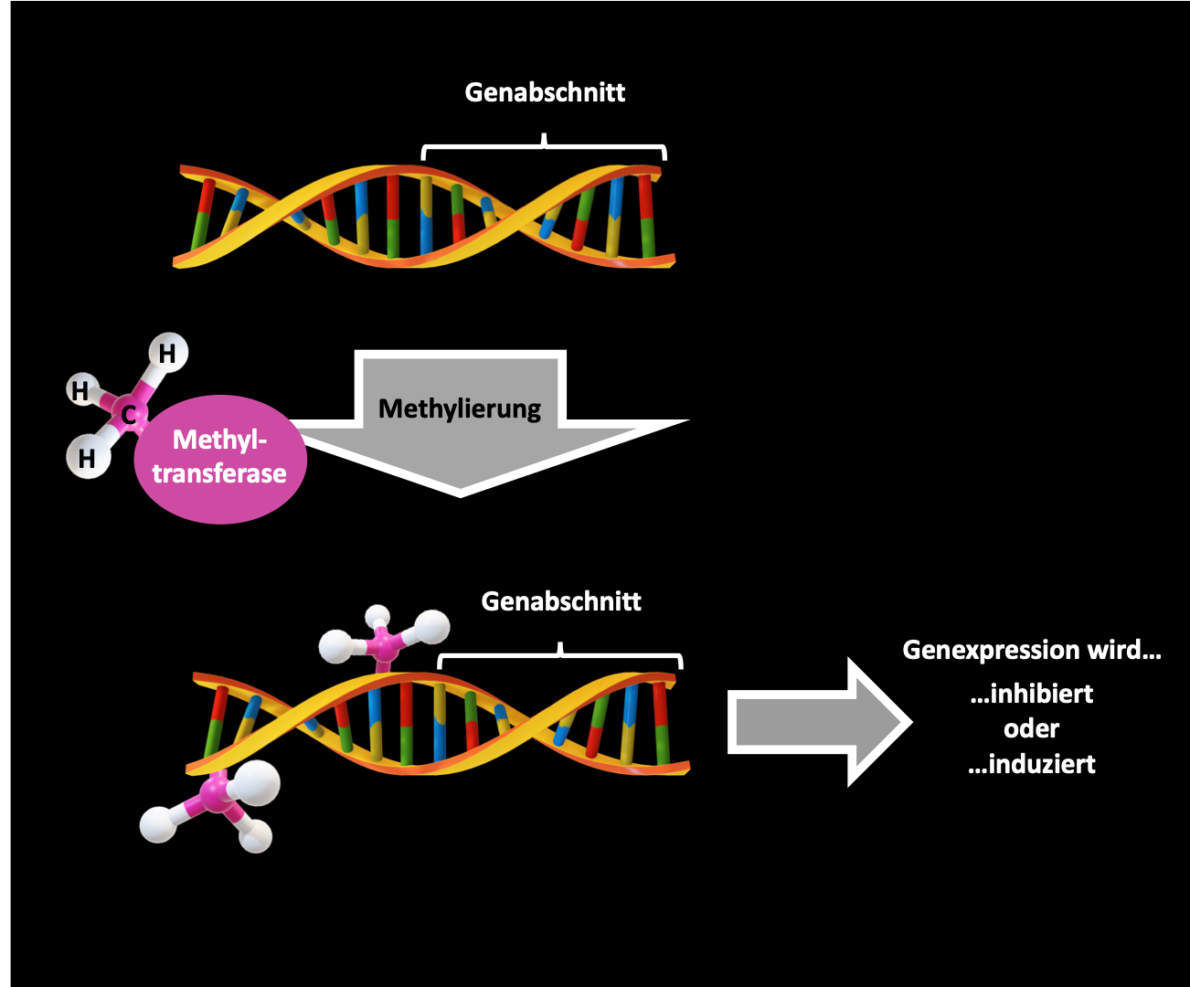 Ein Enzym namens Methyltransferase hängt Methylgruppen an die DNA. Dadurch kann die Expression von Genen inhibiert oder induziert werden.