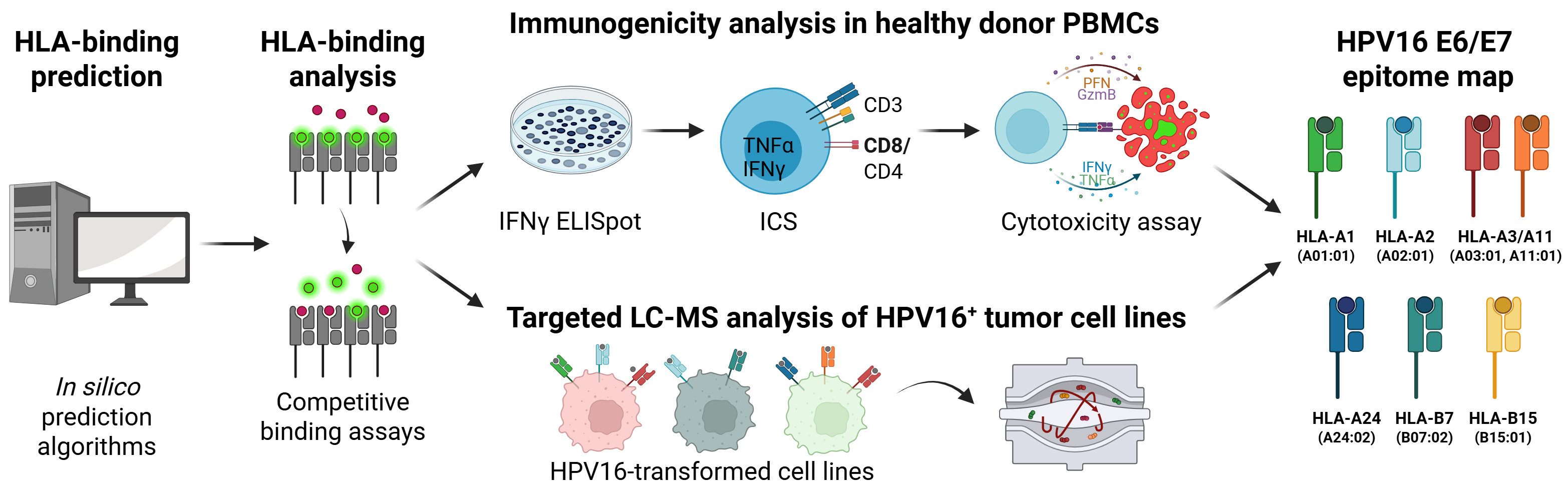 Schematic representation of the workflow for identifying suitable HPV peptides for a therapeutic vaccine.